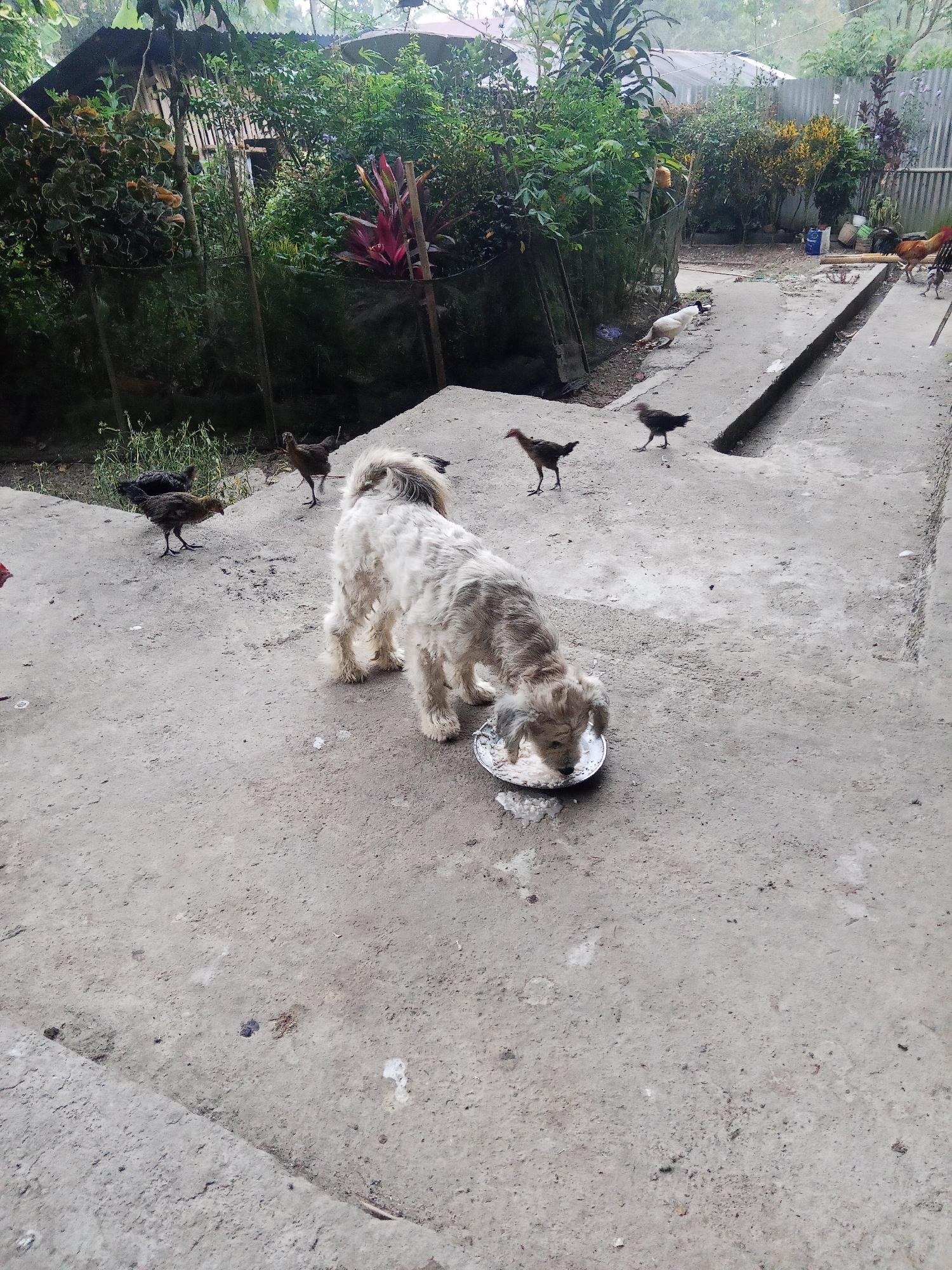 The image shows an outdoor scene with a dog and several chickens on a concrete ground. The dog, a fluffy, light-colored breed with brown markings, is eating from a metal bowl placed on the ground. Several chickens, mostly brown and black, are scattered around the dog and in the background. Behind the concrete area, there is lush green vegetation, a fence, and structures that appear to be houses with corrugated metal roofs. The overall environment suggests a rural or semi-rural setting, possibly a backyard or a common area in a residential neighborhood. The presence of chickens and the casual arrangement of structures are consistent with a location in a city like Makale, Indonesia, where such scenes are common in residential areas. The lighting indicates it is daytime, with some overcast sky.