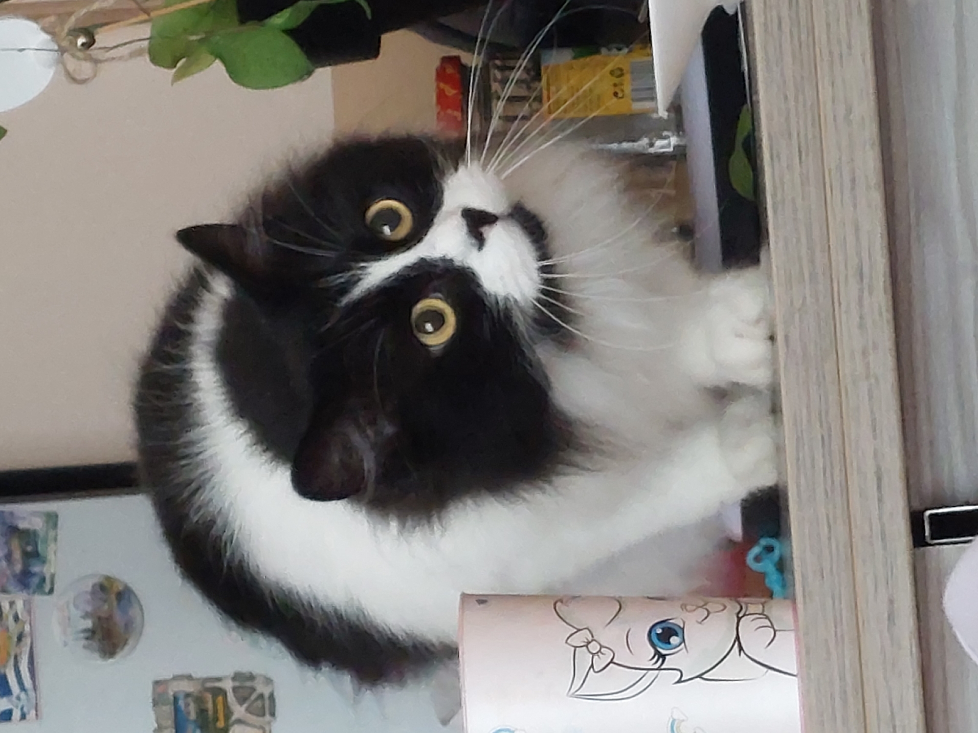 A close-up, slightly skewed, medium shot depicts a black and white cat with wide, yellowish eyes staring inquisitively towards the camera. The cat is positioned within a confined space, possibly a shelf, surrounded by various objects, including a light pink item with cartoon illustrations. The background contains a black frame and what appears to be a light-colored wooden structure. The location is not identifiable as Plovdiv, Bulgaria based on the visual information provided.