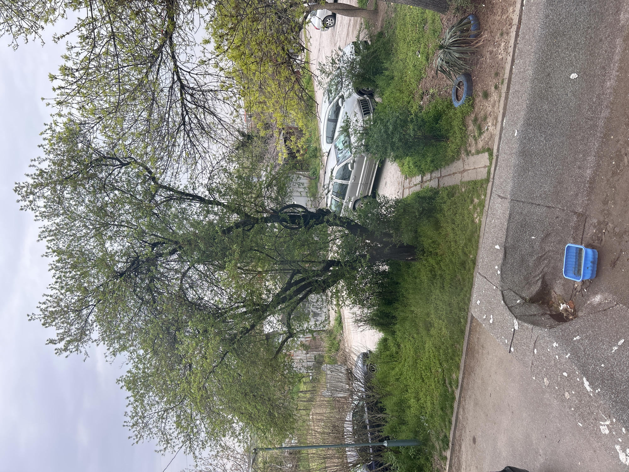 This image presents an elevated view of an outdoor urban or suburban scene, likely captured from a window or balcony, under an overcast sky.
On the right side, a dark grey asphalt or paved road is visible, speckled with numerous small white marks, resembling bird droppings. A concrete curb separates this road from a greener area to its left.
The left side of the frame is dominated by lush green vegetation. Several trees, heavy with light green leaves, suggest the season is spring or early summer. A prominent tree with a broad canopy and visible branches stands in the midground. Beneath the trees and amidst bushes, at least two light-colored cars, possibly silver SUVs or station wagons, are parked on a dirt path or grassy area. Further back, glimpses of additional vehicles and structures are visible through the foliage.
Notable objects in the green space include two old tires, painted blue, placed near the curb. One tire stands upright, while the other lies flat, next to a spiky, yucca-like plant. Closer to the foreground on the paved area, a small, rectangular blue plastic container sits beside a depression in the pavement, which appears to be a drain or a small puddle containing some debris.
The sky is a uniform, light grey, indicating an overcast day with no direct sunlight. No people are visible, and there is no discernible text within the image. The scene depicts a quiet, somewhat unkempt outdoor environment, consistent with a residential area in a city like Plovdiv, Bulgaria.