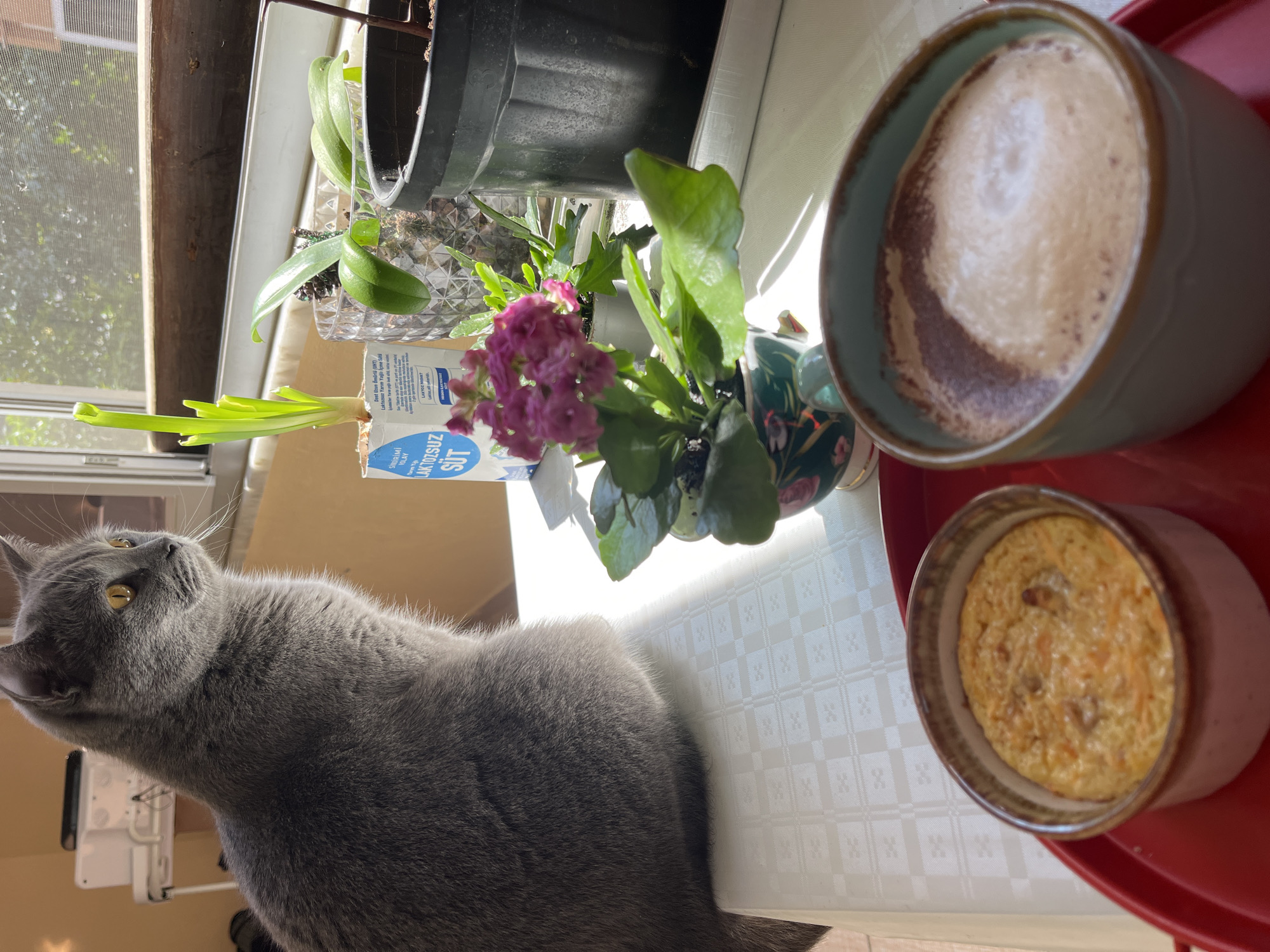 The image displays a bright, sunlit indoor scene, likely a home in Alanya, Turkey. The main subject is a sleek, grey, short-haired cat with intense yellow eyes, looking intently upwards and to the left. Its fur appears soft and well-groomed.
The cat is positioned near a table set up beside a window. On a red tray, there is a light blue ceramic mug containing a frothy, coffee-like drink, possibly a latte or cappuccino, with distinct foam. Beside it, a smaller beige ramekin holds a baked item, which could be a savory egg dish or a small sweet cake.
The windowsill area features several potted plants. One plant boasts vibrant pink flowers, likely a Kalanchoe, while another appears to be an orchid. Green shoots, possibly spring onions, are growing in a repurposed white milk carton visible in the background.
The milk carton displays Turkish text, including "SİNDİRİMİ KOLAY" (Easy to Digest), "LAKTOZSUZ SÜT" (Lactose-Free Milk), and "Dost Uzun ömürlü (UHT) Laktozsuz Yarım Yağlı İçme Sati" (Dost Long-life (UHT) Lactose-Free Semi-Skimmed Drinking Milk). Another phrase, "LAKTOZ NEDİR?" (What is Lactose?), is also visible.
The table is covered with a white tablecloth featuring a subtle, repeating patterned texture. Bright sunlight streams through the window, casting clear shadows and illuminating the scene, creating a warm and peaceful ambiance. The outdoor view through the window shows some greenery, indicating a daytime setting.