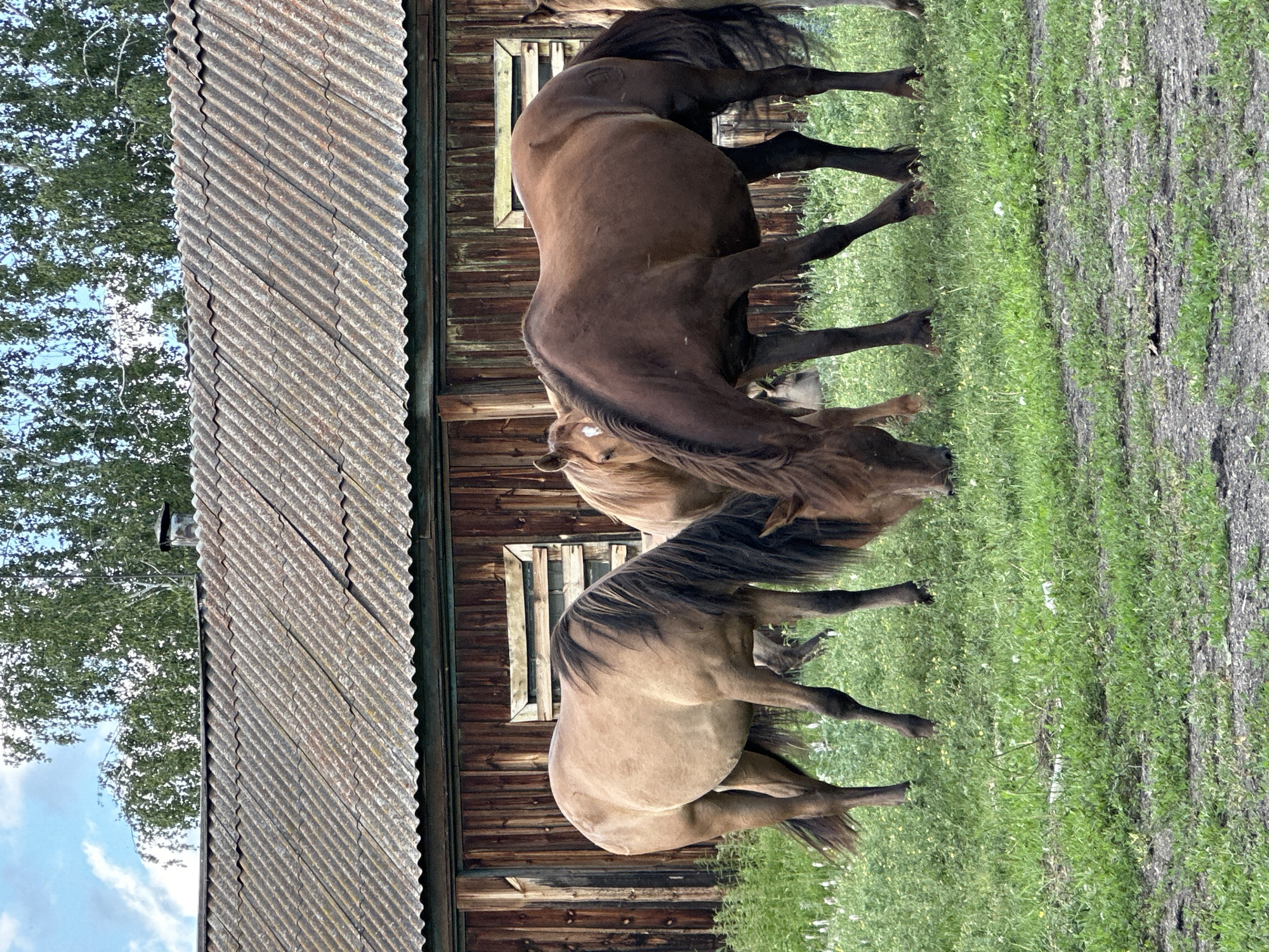 The image shows three horses grazing in a grassy field in front of a weathered wooden building with a corrugated roof. The horse on the left is light brown with a dark mane, and is facing left, grazing. The horse in the center is darker brown and also grazing, facing left. The horse on the right is partially visible, appearing to be a light brown color and facing left. The building behind the horses is made of vertical wooden planks and has a single window with wooden slats. The sky above is partly cloudy with blue sky visible. The ground is covered in green grass with small white and yellow flowers. There is no indication of the city or any specific location.