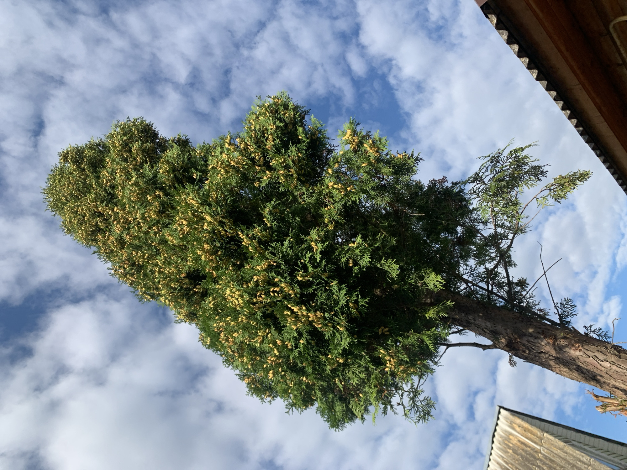 The image captures an upward-looking view of a mature coniferous tree, possibly a cypress or cedar, with dense, dark green foliage. The tree is laden with numerous small, yellowish-brown cones, suggesting it is either in bloom or has recently produced cones. The trunk of the tree is rough and textured, with a visible break or cut on the lower left side.
In the background, a bright blue sky with scattered white, fluffy clouds dominates the upper portion of the frame. To the left of the tree, the corrugated metal roof of a building is partially visible, angled upwards. To the right, the edge of another building's roof, constructed from wooden planks and topped with corrugated material, is also visible.
The scene appears to be outdoors in a rural or semi-rural setting, likely within the city of Kapyĺ, Belarus, given the context provided. There are no people or animals present in the image, and no specific actions or interactions are depicted. The lighting suggests it is daytime, possibly late morning or early afternoon, with the sun casting some shadows on the tree trunk.