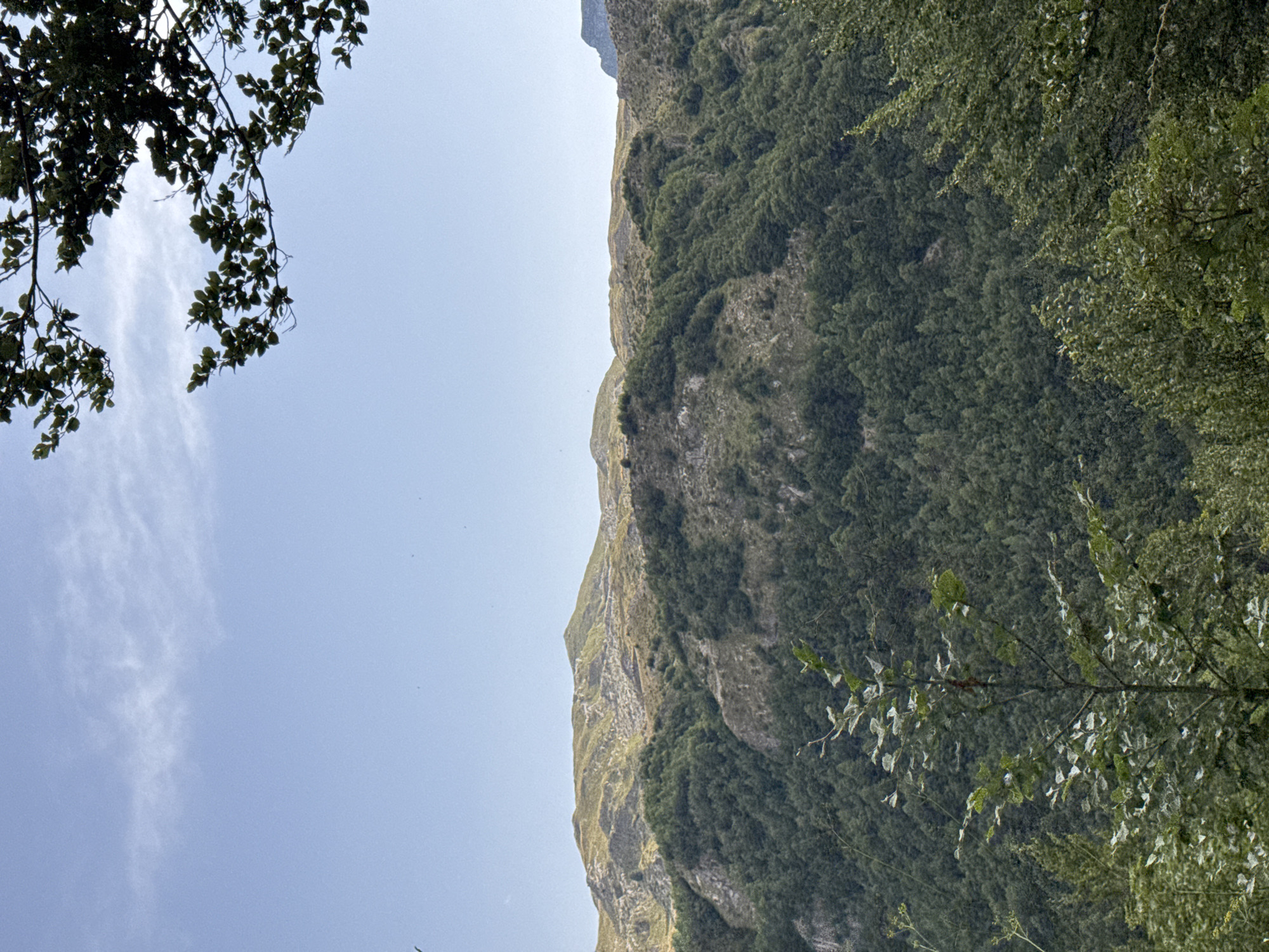 The image depicts a mountainous landscape on a clear day. In the foreground, a thin tree with sparse green leaves stands prominently. Behind it, dense green foliage covers the slopes of rolling hills. Further in the distance, the upper portions of the mountains are visible, with patches of dry grass and exposed rock. The sky is a light blue with a few wispy white clouds. The scene is devoid of any people or specific man-made objects, suggesting a natural, undeveloped environment. The overall impression is one of a serene and vast natural vista.