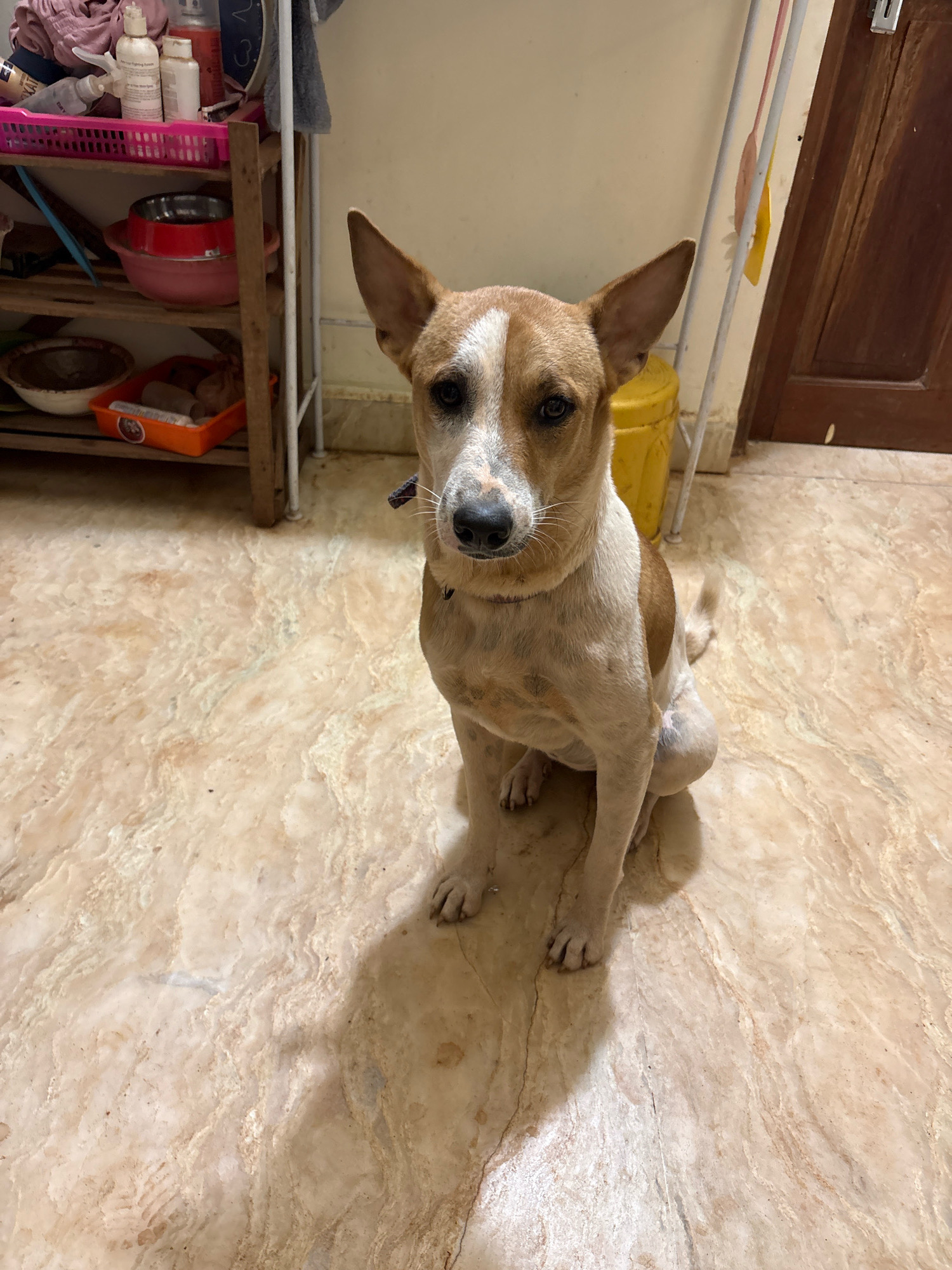 A medium-sized dog with tan and white markings sits on a marble-patterned floor in what appears to be an indoor area. The dog is facing the camera, with its ears perked up. Its fur is short and its eyes are dark brown. Behind the dog, a shelf unit is visible, containing various items such as bottles, containers, and pet bowls. To the right of the dog, a wooden door is present. The lighting suggests an indoor setting. The overall scene is domestic and informal.