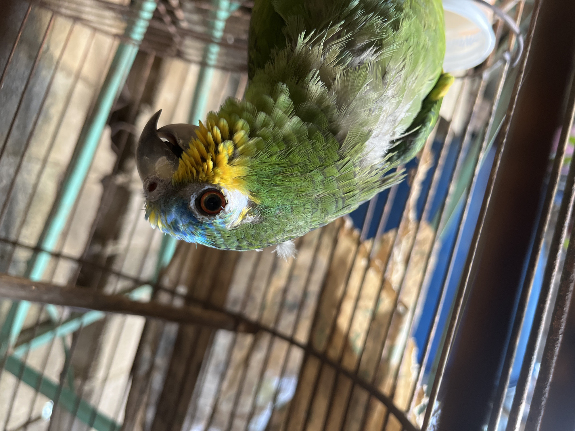 The image shows a close-up, overhead view of a green parrot in a cage. The parrot's head is tilted, with its beak and eye prominently visible. It has bright yellow feathers on its crown and some blue feathers around its face. Its eye is dark with a reddish-brown iris. The parrot's body is covered in green feathers, with some lighter, almost white feathers on its chest. It appears to be perched on a wooden bar within the cage. The cage has thin, vertical bars, some of which are colored a light blue-green. In the background, out of focus, there are hints of the cage's structure and possibly other parts of the bird's enclosure, including what looks like a white container. The lighting suggests it is daytime, possibly indoors or in a shaded outdoor area. There is no visible text. The setting appears to be a domestic environment where the parrot is kept.