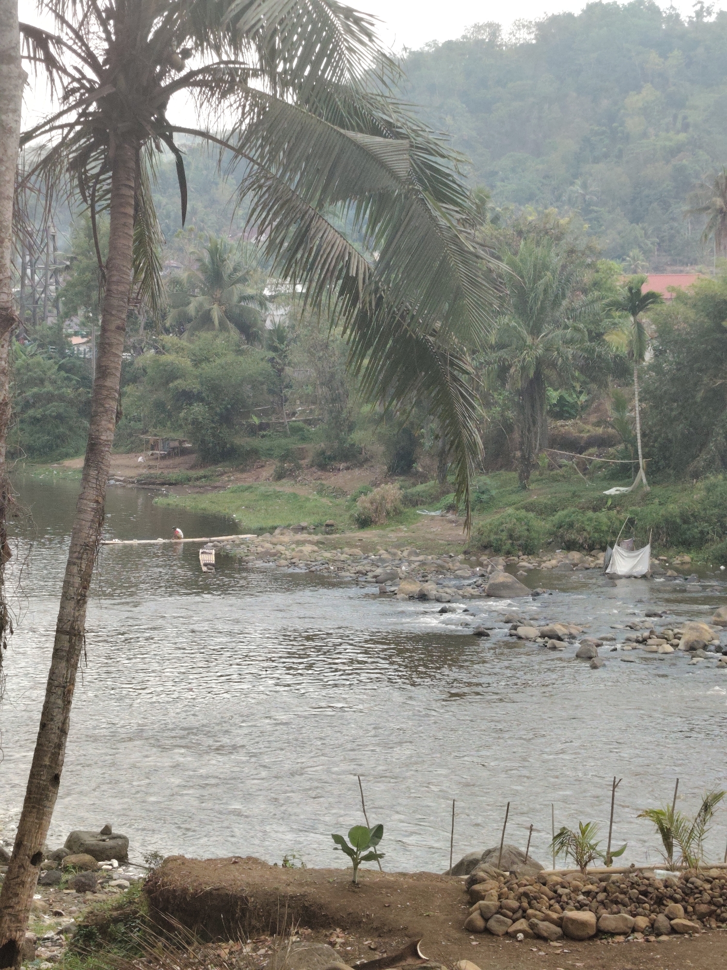 The image depicts a serene river scene likely located in Tasikmalaya, Indonesia, characterized by lush vegetation and rolling hills in the background. A prominent palm tree stands tall on the left, its fronds partially obscuring the view. The river, with its gentle current and rocky bed, flows through the landscape. A person is visible on a makeshift raft in the middle of the river, engaged in some activity, possibly washing clothes or fishing. The riverbanks are lined with trees, bushes, and small structures, suggesting a rural or semi-rural settlement. The overall atmosphere is peaceful and natural, with a hint of human presence integrated into the environment.