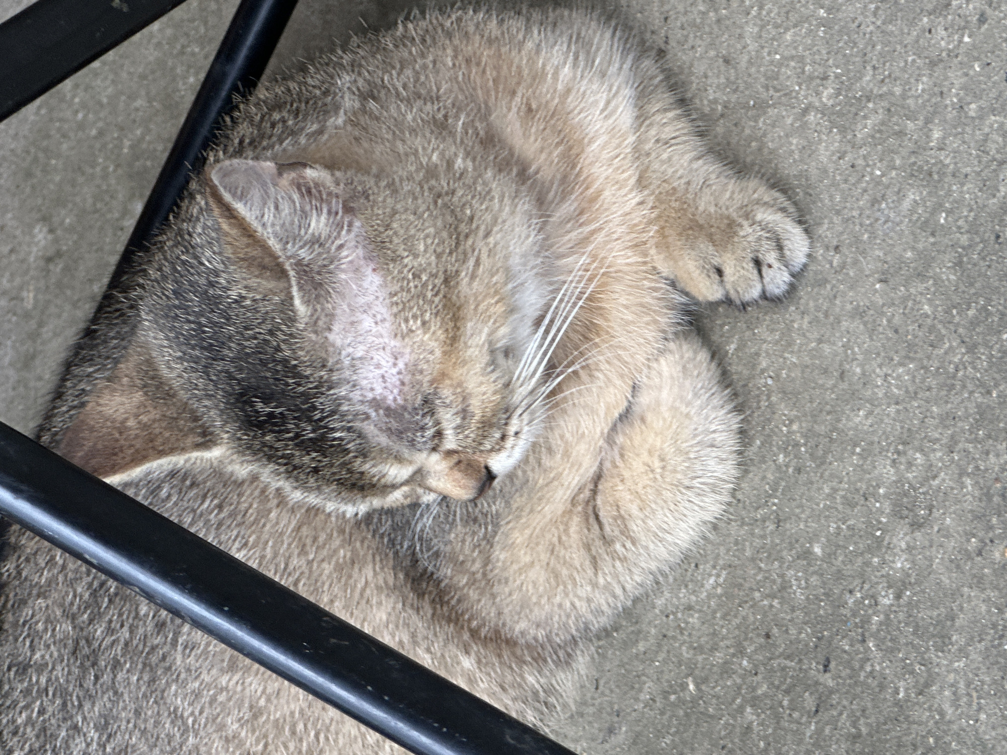A cat sleeps curled up on a grey concrete surface near the leg of a black metal chair. The cat is light brown and grey with white whiskers, and its paws are tucked under its head. The location is Mường Hoa, Vietnam.