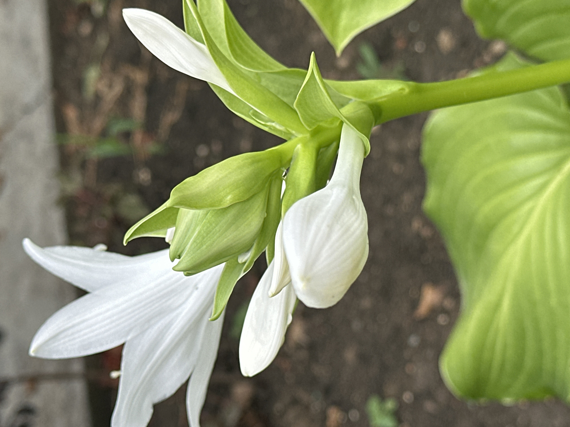 A close-up, eye-level, vertical outdoor shot captures a white lily with green buds and leaves. The foreground features a large, textured green leaf and the stem of the lily. The lily's petals are elongated and pointed, with delicate veins. One flower is fully open on the left side of the frame, while a cluster of green buds is prominently displayed in the center, with a few partially opened white petals emerging. The background is softly blurred, showing dark soil and hints of greenery, suggesting a garden or natural setting. The lighting is soft, with no harsh shadows, highlighting the natural beauty of the plant. The image does not depict any specific location in Yessentuki, Russia.