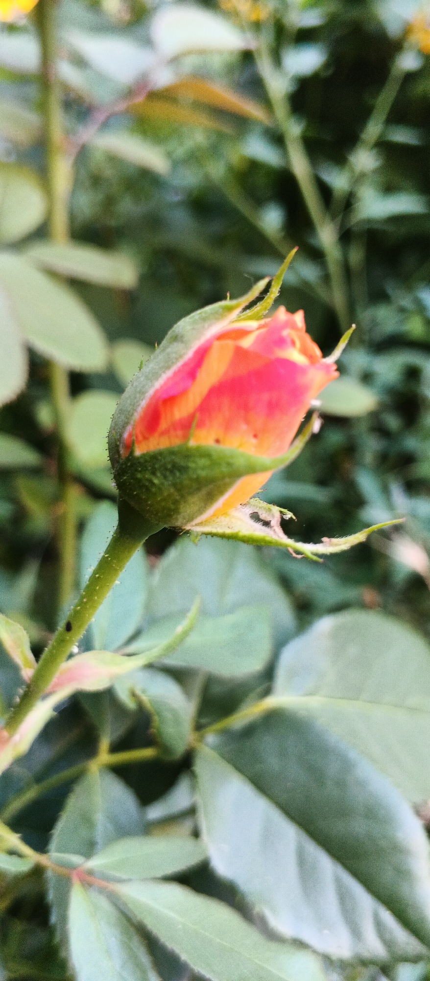 The image shows a close-up of a rose bud, its petals tinged with orange and pink. The bud is partially enclosed by green sepals. The stem of the rose is visible, as are some leaves and other foliage in the background, which appears to be an outdoor setting. There is a small, dark insect on the stem. The image does not provide any information about its location in the city of Smila, Ukraine.