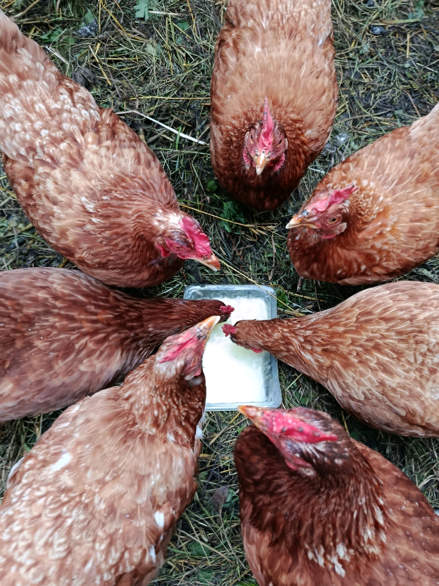 A flock of six brown chickens is gathered around a shallow white plastic container filled with a white liquid, presumably milk or yogurt, on a patch of grass. The chickens are positioned in a rough circle, with their heads bent down, pecking at the liquid. The ground is covered with dry grass and some green foliage. The chickens have red combs and wattles. The lighting suggests an outdoor setting during the day. The specific location in Verea, Russia, is not evident from the image itself, but the scene depicts a common agricultural or domestic animal feeding scenario.