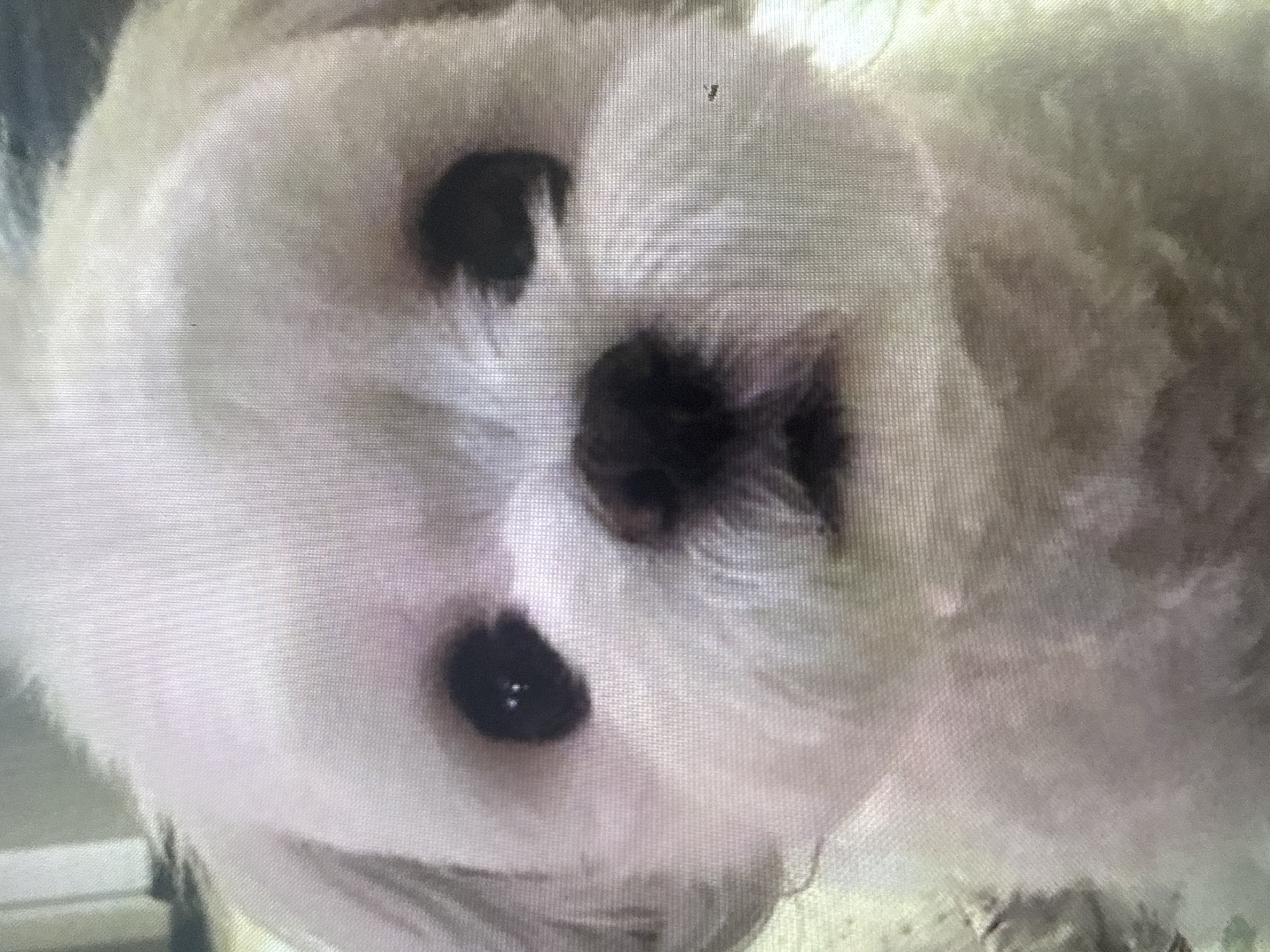 The image is a close-up, pixelated, overexposed photograph of a white dog's face, likely a Maltese or similar breed. The dog has dark eyes and a dark nose. Its fur is fluffy and appears to be recently groomed. The lighting is harsh and the image quality is poor, making it difficult to discern details of the background or the dog's specific features. There is no indication of the city of Dykivka, Ukraine, or any other geographical location. The image contains no people, actions, or interactions.