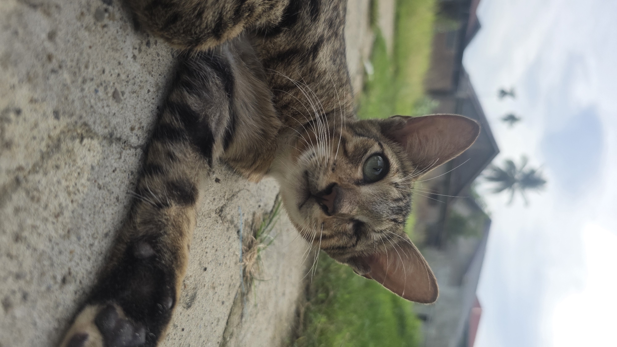 A brown tabby cat with bright green eyes lies on a concrete surface. The cat is oriented towards the viewer, its head tilted slightly. Its left paw is extended. Background includes green vegetation and a building with a palm tree visible in the distance. The location is Lhokseumawe, Indonesia.
