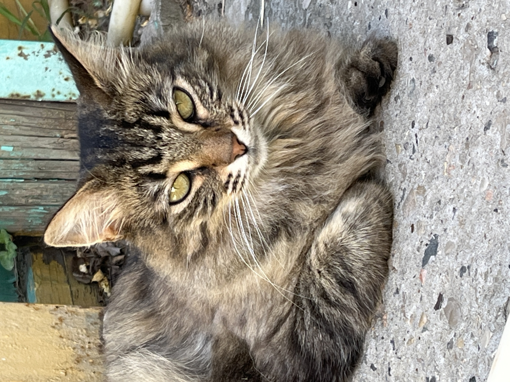 A long-haired tabby cat with green eyes is lying on a concrete surface. The cat's fur is a mix of brown, grey, and black. The cat is looking directly at the camera. In the background, there is a weathered wooden fence painted in shades of blue and yellow, with some green foliage visible. The scene appears to be outdoors, possibly in a yard or alleyway. The location is identified as Krasnyye Barrikady, Russia.