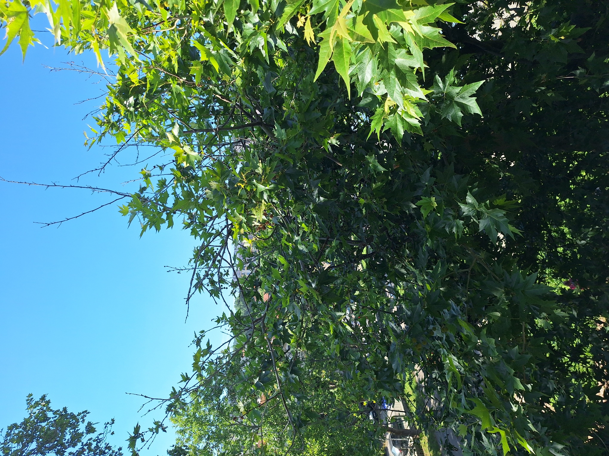 The image is an outdoor shot taken from a slightly elevated perspective, looking through the branches and foliage of a tree. The tree's dense green leaves, many of which are lobed and pointed, dominate the foreground and midground. Some branches are bare, while others are heavily laden with leaves. The background shows a glimpse of a city, with buildings featuring red-tiled roofs and lighter-colored facades, nestled behind the trees. Below the trees, a street can be seen with a few parked cars. The sky is a clear, bright blue, suggesting a sunny day. This scene is likely located in the city of Varna, Bulgaria, based on the architectural style of the buildings and the overall urban environment.