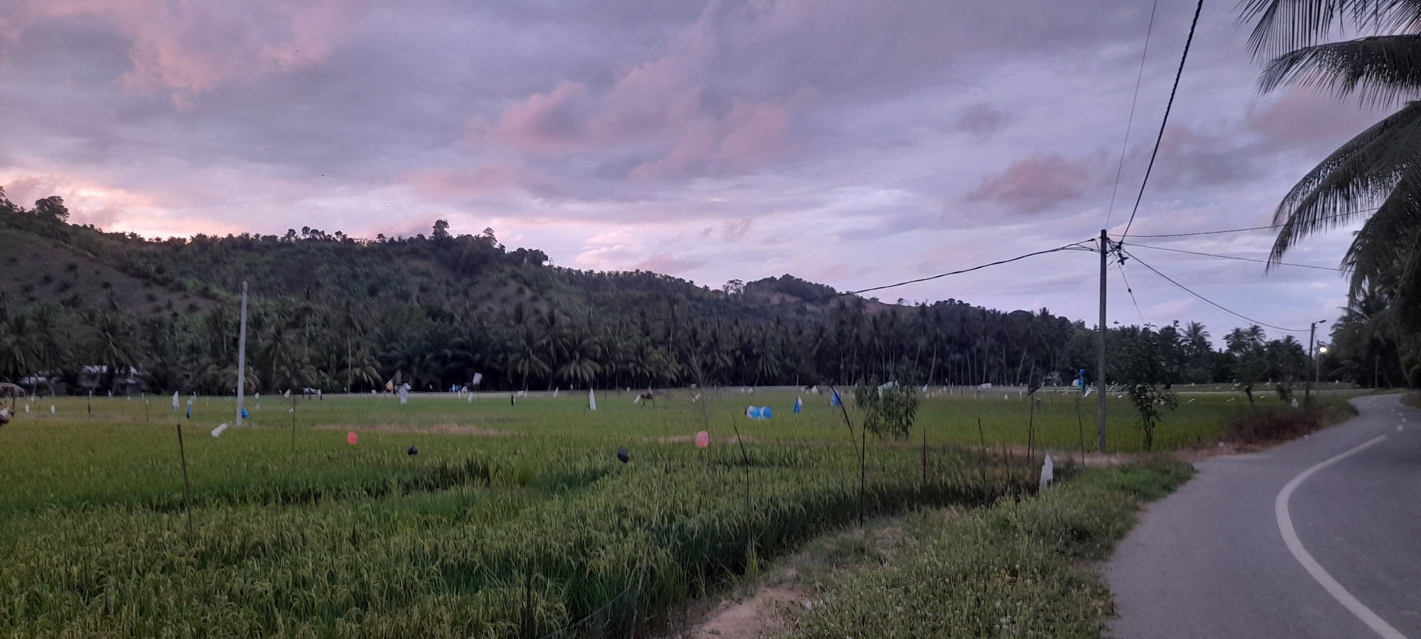 The image depicts a rural scene in Palohpanyang, Indonesia, at dusk. In the foreground is a rice field with green stalks and scattered scarecrows or markers of varying colors and materials. Beyond the rice field is a line of trees, predominantly palm trees, which extend along the base of a hill. The sky is overcast with shades of purple and pink, indicating either sunrise or sunset. A paved road curves in from the right side of the image, marked with a white line. Utility poles with electrical wires run along the road, adding to the impression of a settled area within a natural landscape.