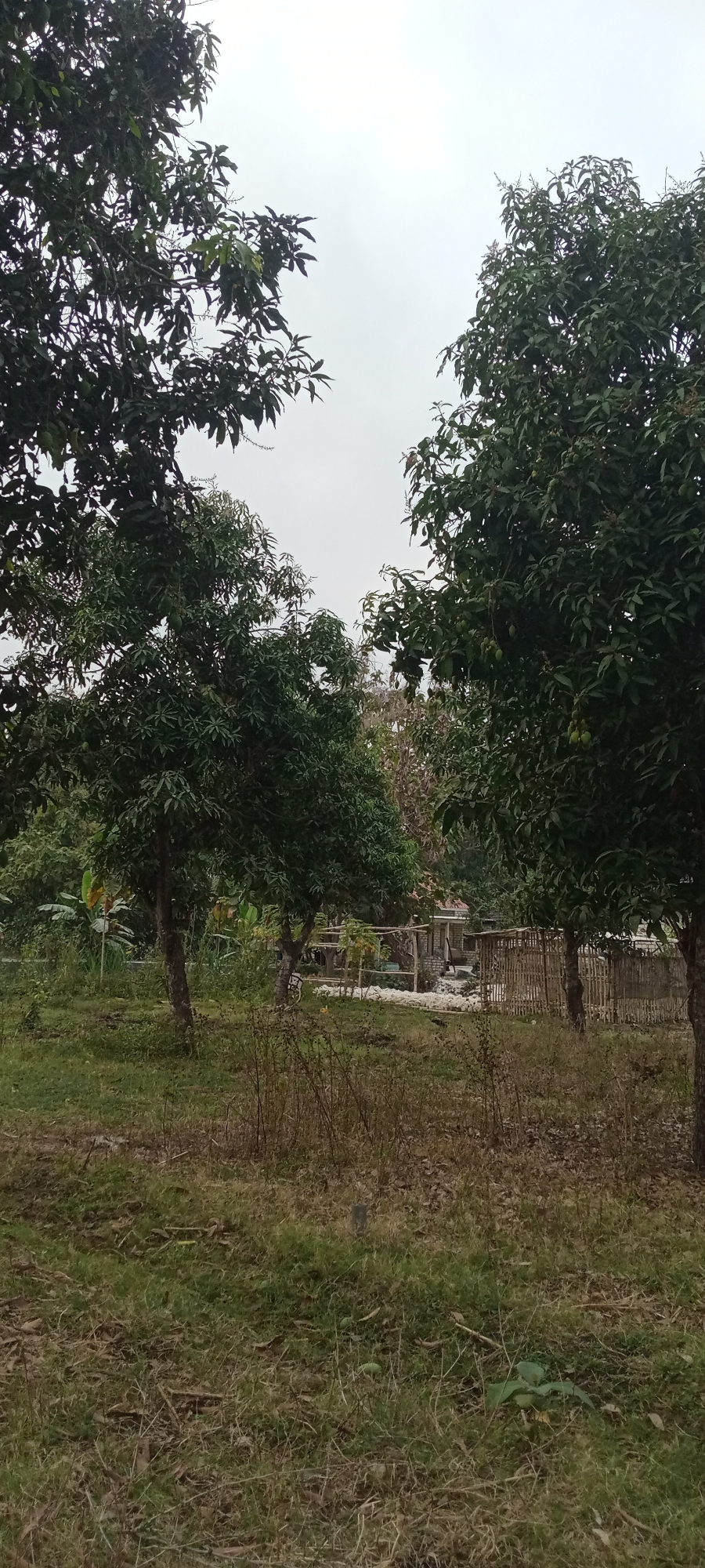 In the city of Rengel, Indonesia, this image captures a serene, outdoor scene dominated by lush greenery under an overcast sky. The foreground features a grassy, somewhat unkempt lawn with scattered dry leaves and sparse patches of brown grass. Two prominent trees with dense, dark green foliage stand on either side of the frame, framing a view of a humble dwelling in the background. The dwelling appears to be constructed with stone and bamboo, with a simple wooden fence enclosing a portion of the property. Several other trees and various types of vegetation fill the mid-ground and background, contributing to the natural and somewhat rustic ambiance. The overall impression is one of peaceful rural life, far from urban bustle.