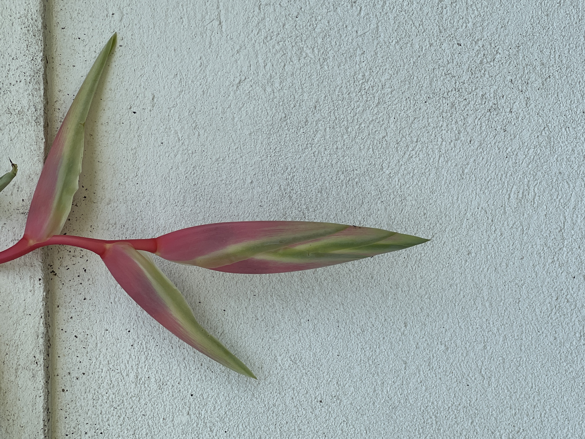 The image displays a close-up of a plant featuring striking pink and green bracts against a textured, light-colored wall. The plant, possibly a variety of Heliconia due to its distinctive bract morphology, extends from the left side of the frame. One prominent bract points horizontally towards the right, showcasing a vibrant pink hue at its base that gradually transitions to a lighter pink and then a pale green towards its pointed tip. Below this, another elongated, pointed bract angles downwards, exhibiting similar pink and green coloration. A darker pink stem connects these bracts.
The background is a rough, off-white or light grey wall, likely stucco or concrete, characterized by a highly textured surface. Small, dark specks are scattered across the wall, which could be dirt, debris, or shadows from its rough texture. A faint vertical line or corner is visible along the left edge of the wall, close to where the plant originates. The lighting appears even, suggesting daytime conditions. There is no discernible activity, specific event, or visible text in the image. The overall impression is a static, natural detail captured against an architectural surface, hinting at an outdoor setting in a tropical or sub-tropical climate.