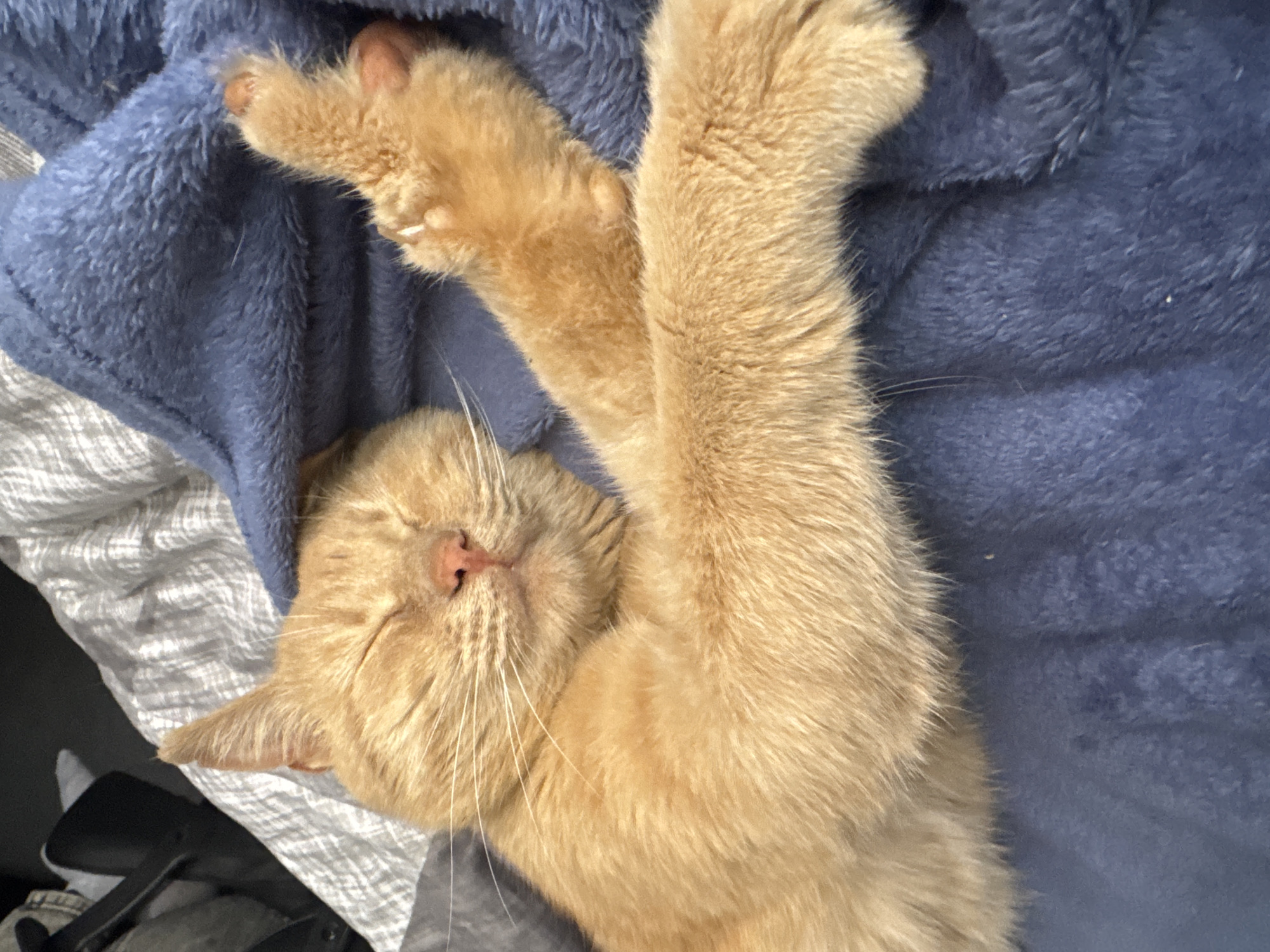 An orange tabby cat is sleeping on a blue blanket. The cat is curled up with its eyes closed and its paws extended. The blanket is soft and fluffy, and the cat appears to be very comfortable. The background is blurred, but it appears to be a bed with gray and white striped sheets. This scene is taking place in a bedroom.
