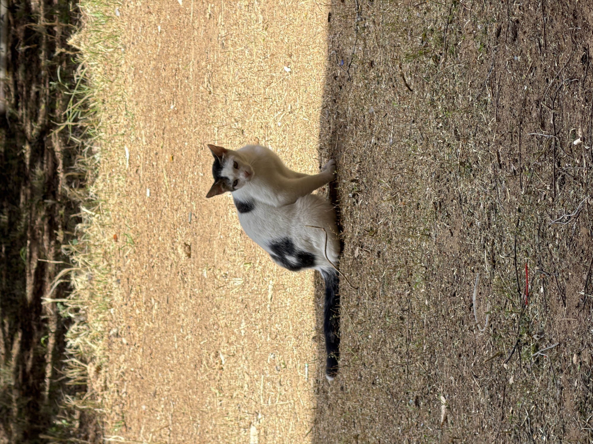 A cat with white fur and black spots is standing on dry grass. The location appears to be outdoors, with shadows suggesting sunlight. The exact location within Tel-Aviv, Israel cannot be determined from the image.