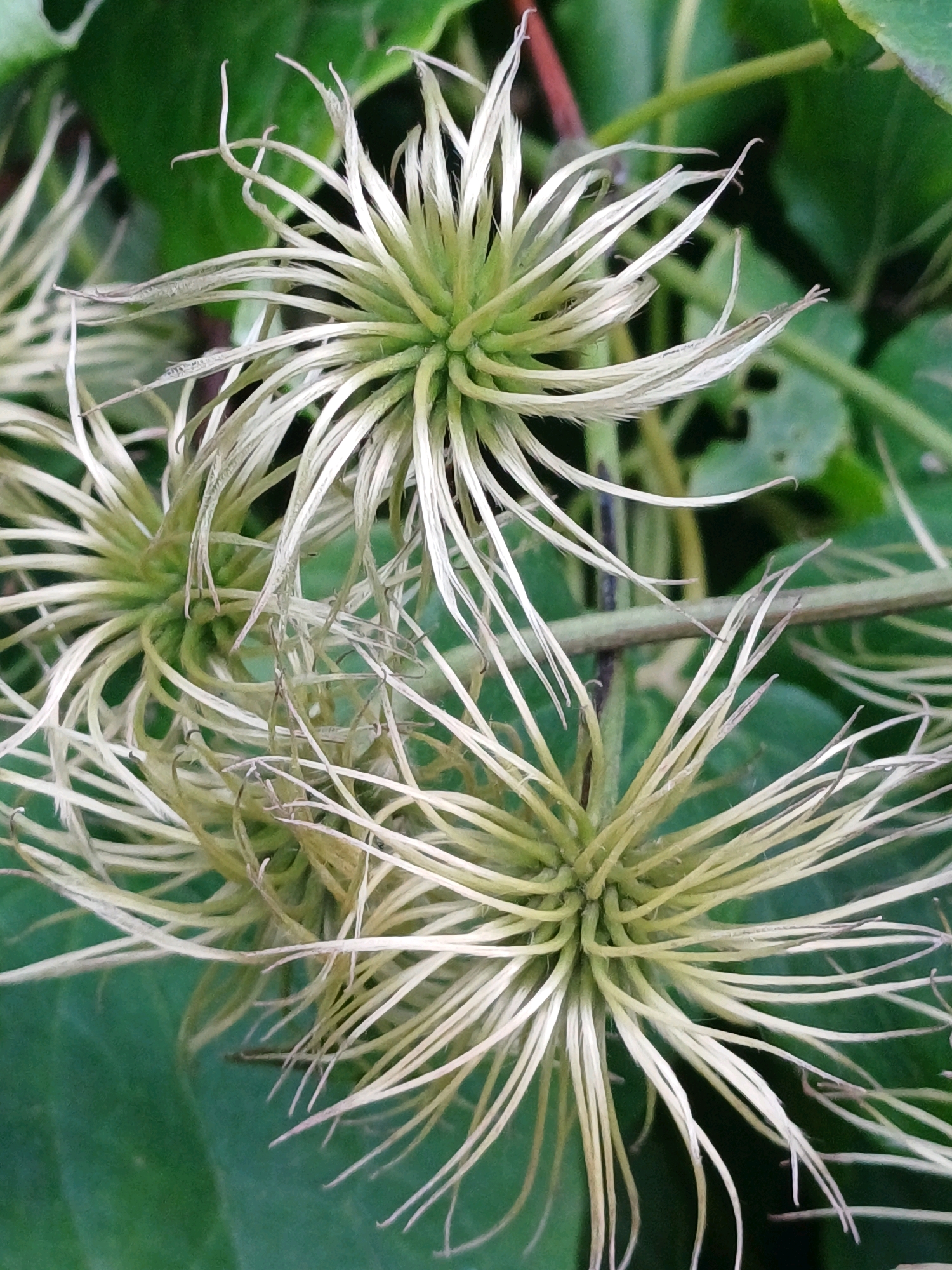 The image shows a close-up of the seed heads of a Clematis plant, commonly known as traveler's joy. The seed heads are characterized by their spiky appearance, with numerous feathery, elongated structures radiating from a central point. These structures are a pale, creamy-green color, and some show signs of drying and browning at their tips. The background consists of out-of-focus green leaves, indicating the plant is growing outdoors. The lighting appears natural, suggesting the photograph was taken during the daytime. There are no people or animals visible in the image. The scene is a botanical detail, focusing on the reproductive stage of the plant. The presence of Clematis plants, particularly wild varieties, is common in naturalized areas and along the edges of forests or woodlands in Riga, Latvia. It's plausible this image was captured in one of Riga's many parks, such as Bastejkalns Park or Mezaparks, or in a more rural setting on the outskirts of the city where the plant thrives.