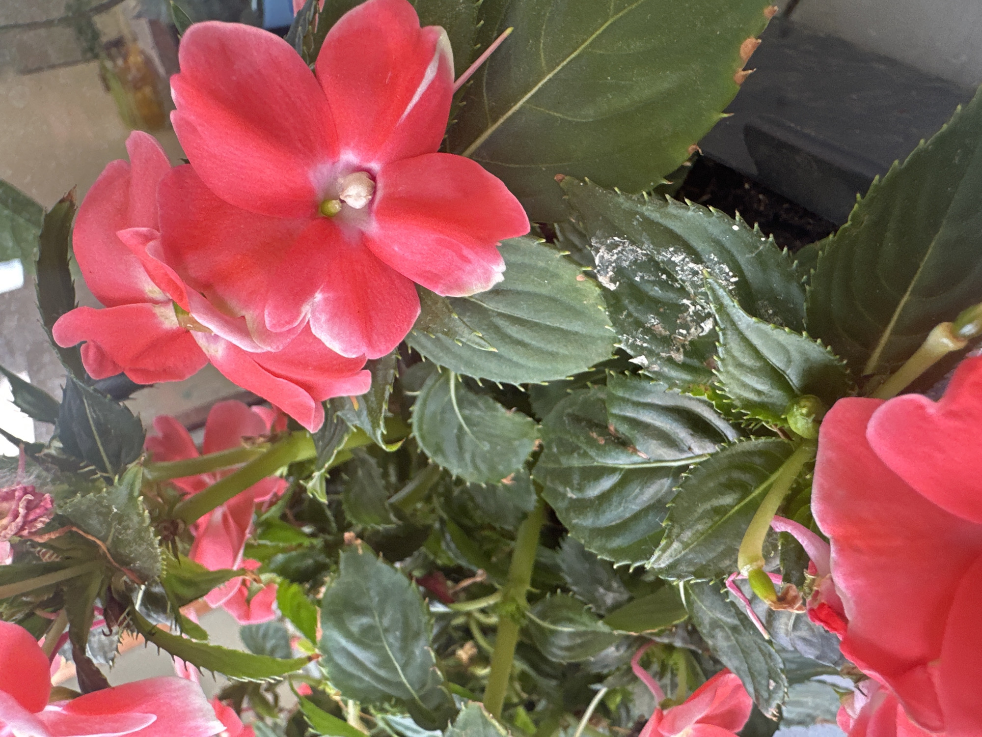The image shows a close-up view of several vibrant coral-pink impatiens flowers and their dark green, serrated leaves. Some of the leaves have a dusty appearance, possibly from pollen or a light coating of soil. The flowers are in various stages of bloom, with some fully open and others beginning to unfurl. In the background, parts of other plants and a black plastic pot are visible. The lighting suggests it is daytime, possibly outdoors. The scene is devoid of any human presence or activity. No specific location in Łódź, Poland, can be identified from the image.