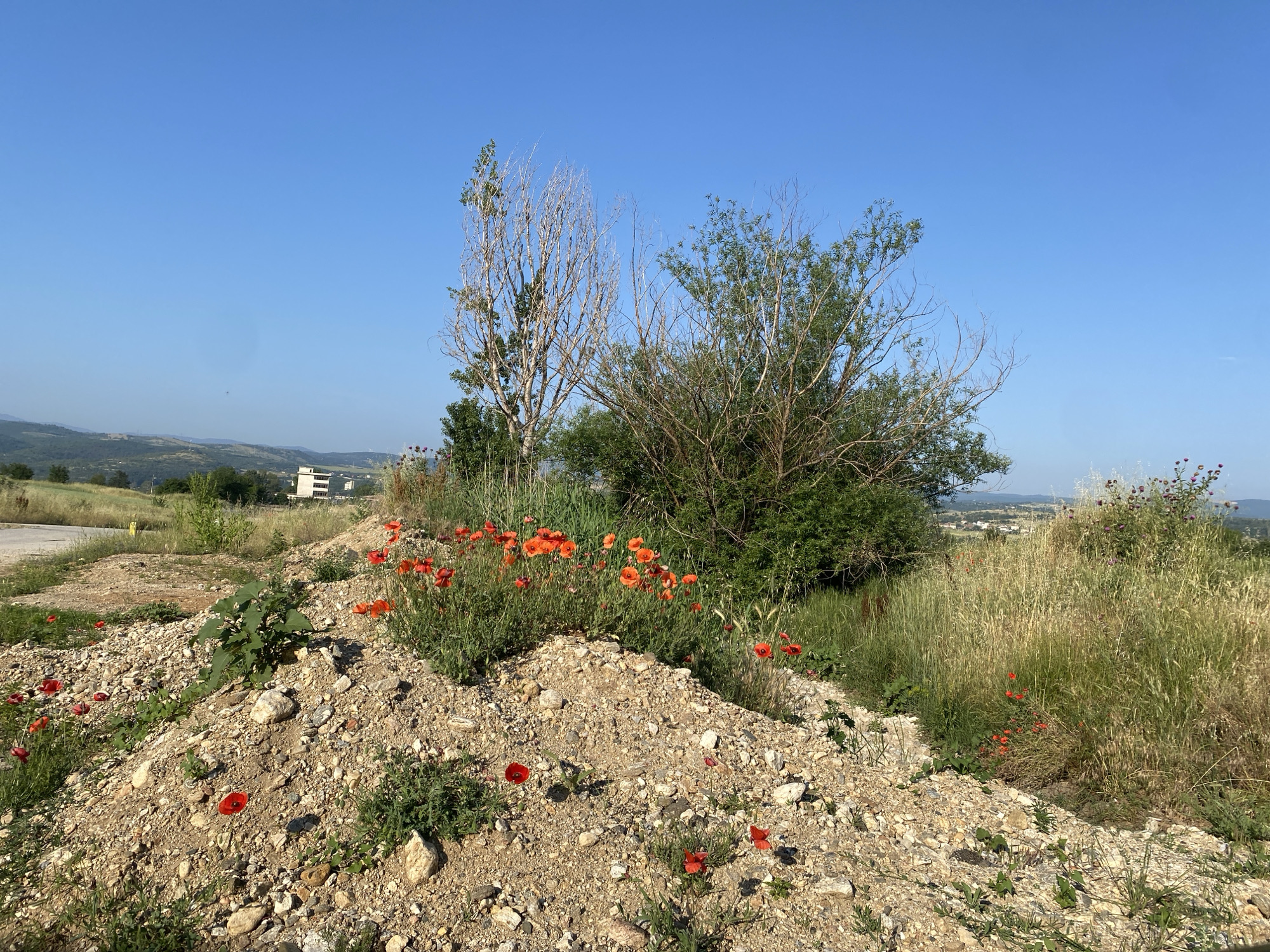 The image depicts an outdoor landscape in Belo Pole, Bulgaria, under a clear, bright blue sky with no visible clouds. The foreground features a significant pile of light brown, rocky, and gravelly soil that slopes upwards from the lower-left to the center-right. Numerous vibrant red common poppies (Papaver rhoeas) are scattered across this soil mound and among the surrounding sparse green vegetation.
To the left of the soil pile, a dark grey paved road or track is partially visible. Behind the soil mound, a mix of trees and dense shrubs forms the mid-ground. Prominently positioned are two trees with primarily bare, light-colored branches; the left-most tree shows some green foliage on its lower half, while the tree to its right has sparse green leaves. To the right of these trees, a large, dense cluster of green-leafed shrubs or small trees is present. Further to the right, the ground is covered with tall, dry, golden-brown grasses interspersed with greener vegetation, including a thistle-like plant with visible purple flowers. More red poppies are interspersed within these grassy areas.
The background reveals a series of distant, rolling hills covered in green vegetation. On the far-left horizon, faint vertical structures are discernible, potentially wind turbines. Towards the center-right background, a light-colored, multi-story building with multiple horizontal bands, possibly windows, stands on a distant elevated area. The scene is illuminated by strong sunlight, casting visible shadows to the right, indicating the sun's position to the left. No people or animals are visible in the scene.