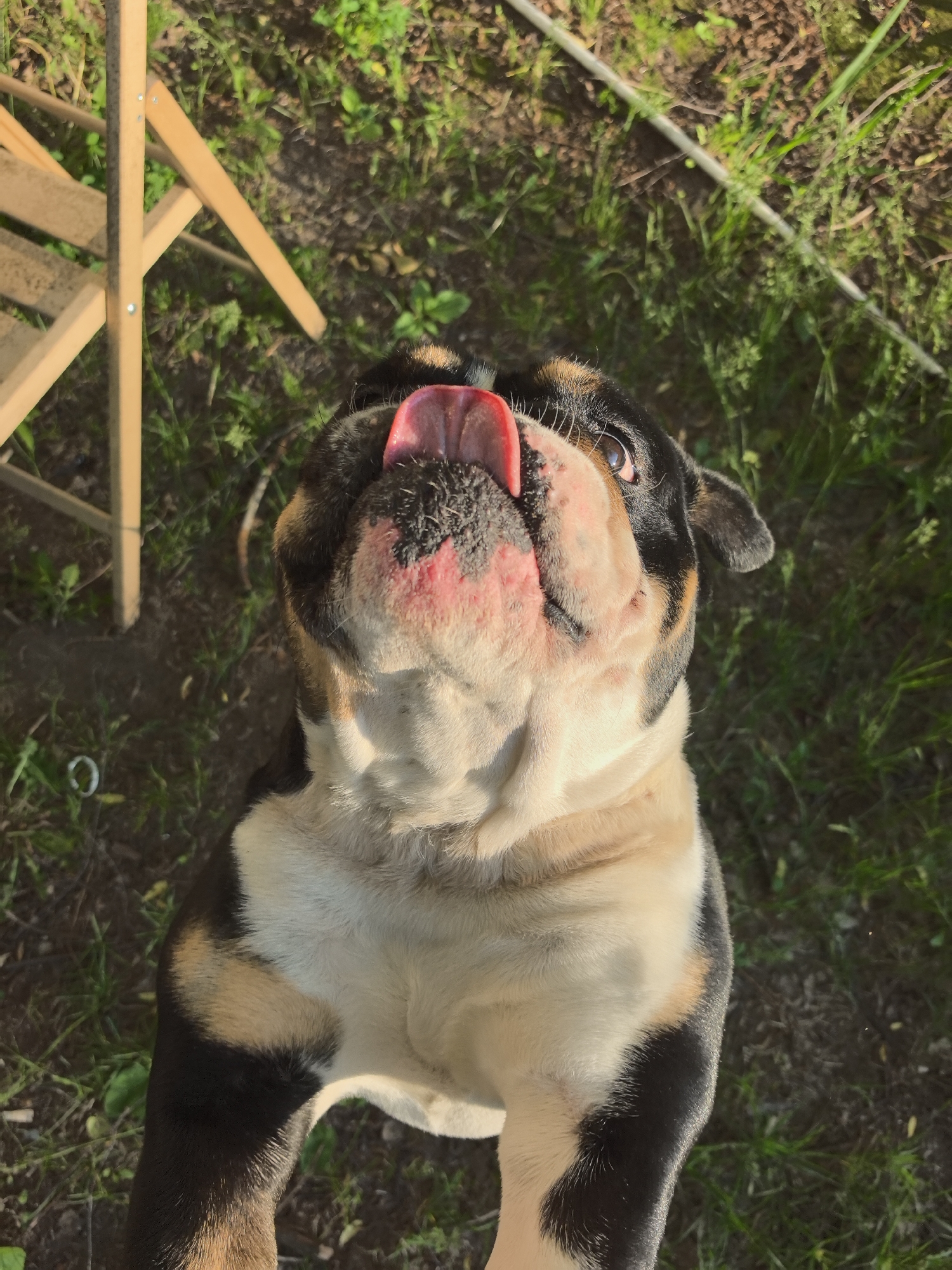 The image displays a tri-color bulldog in the city of Noviy, Russia, positioned with its head tilted upward. The dog's prominent pink tongue is extended and curled, appearing to lick its snout. Its eyes are directed upward, fixed on an unseen point above the frame. The dog exhibits black fur on its head and back, tan markings around its eyes and shoulders, and a significant portion of white/cream fur on its chest and lower face. In the upper-left quadrant, a segment of a light-colored wooden structure, consistent with a chair or similar furniture, is visible, comprising wooden slats and supports joined by small metal fasteners. The environment is an outdoor setting, characterized by ground covered with green grass interspersed with patches of dark soil. A small, light-colored metal ring rests on the ground in the lower-left background. The scene is illuminated by natural sunlight, creating defined highlights and shadows. No human subjects are present in the frame.