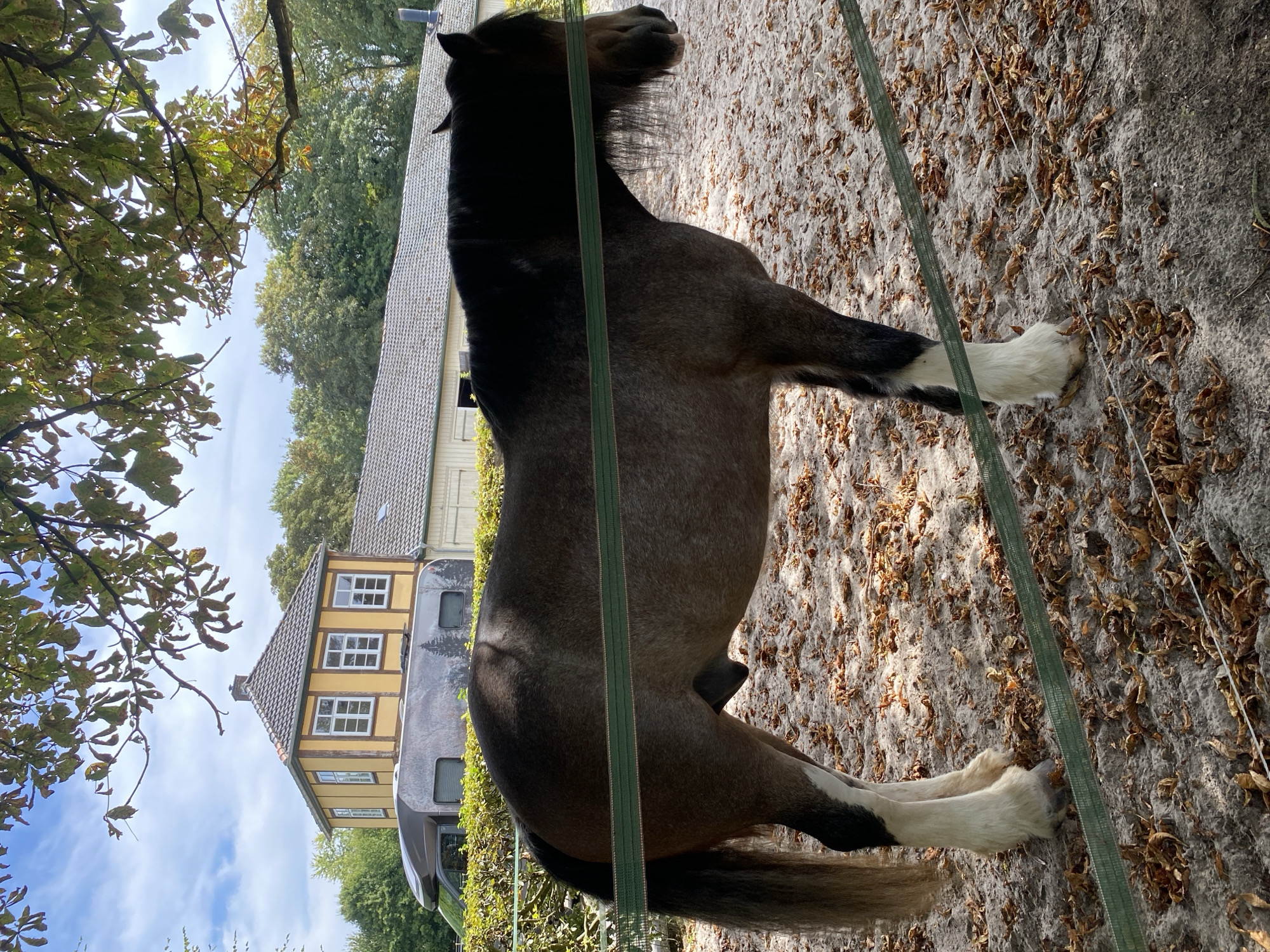 A bay horse stands in a sandy enclosure, partially obscured by a green safety fence. The horse is facing right, with its head down. Its body is greyish-brown, with white markings on its legs and a dark mane. Behind the horse, a yellow building with white-trimmed windows is visible, along with a long, light-colored building. A large recreational vehicle is parked to the left of the yellow building. Trees with green and yellowing leaves form a canopy overhead, suggesting it is autumn. The ground is covered in sand and scattered brown leaves. The overall scene appears to be a rural or park-like setting. The location is identified as Bückeburg, Germany.