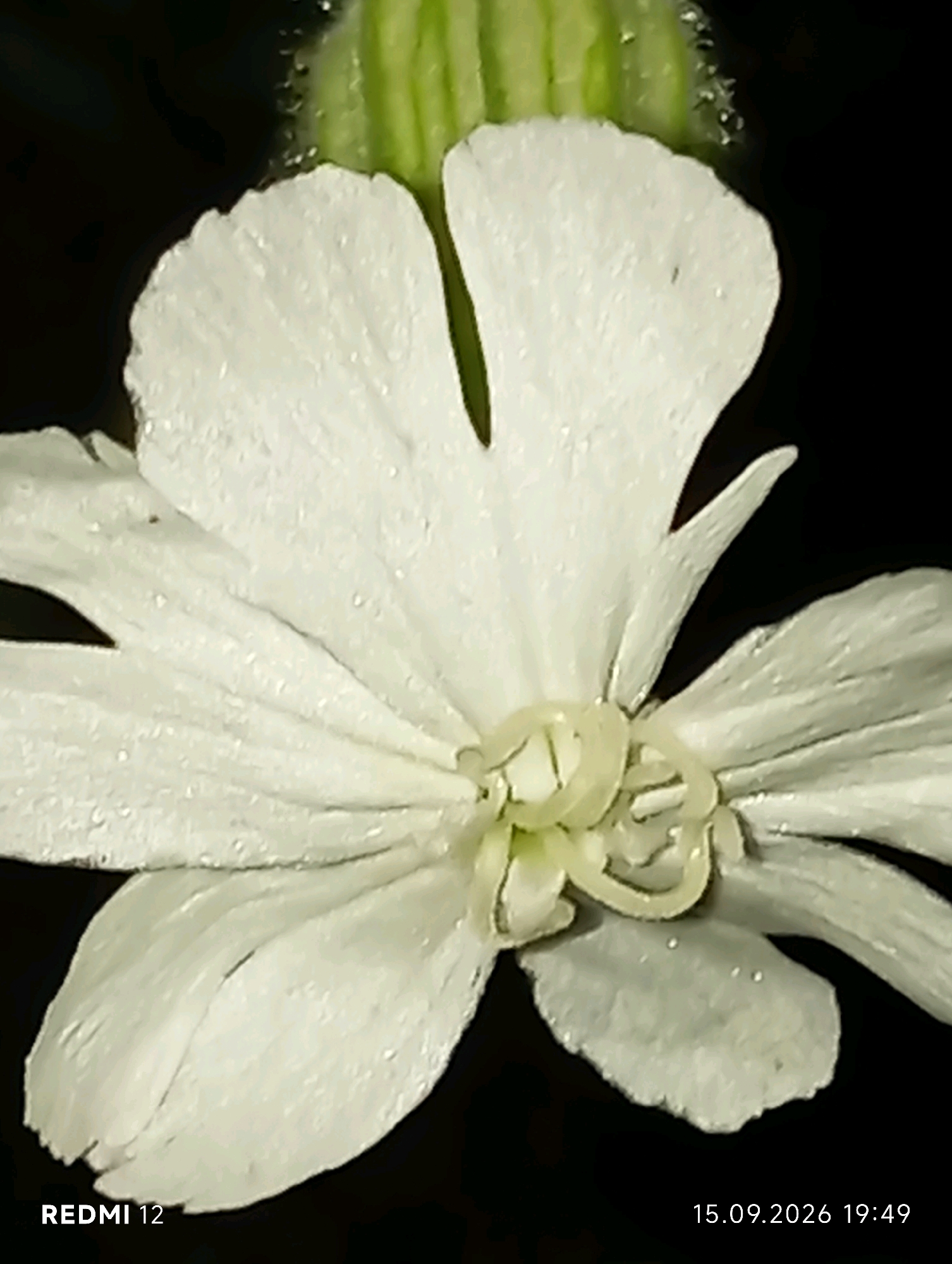 The image is a close-up, low-light photograph of a white flower with water droplets on its petals. The flower has multiple layers of delicate petals, and a central stamen structure. The background is dark and out of focus, with a blurred green element at the top. The bottom left corner displays the text "REDMI 12", and the bottom right corner shows the date "15.09.2026" and time "19:49". The photograph was taken in the city of Smila, Ukraine.