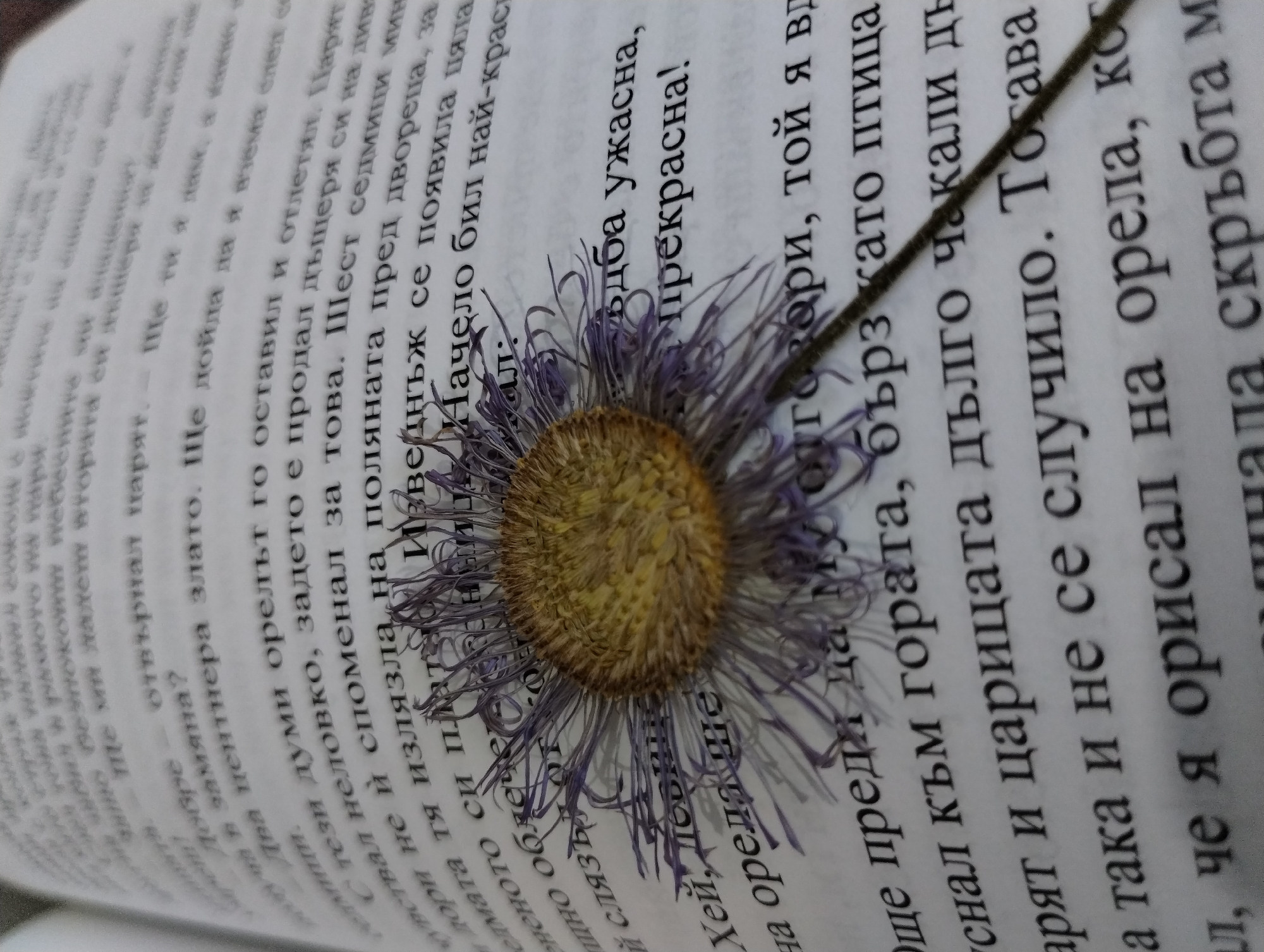 A dried flower is placed on an open book. The flower has a yellow center and delicate purple petals. The book is opened to a page of text in Bulgarian, with the flower partially covering the words. A stem, also dried, lies diagonally across the page, touching the flower. The lighting is soft, casting gentle shadows on the page and highlighting the textures of the flower and paper. The background is blurred, emphasizing the flower and text. The scene provides no information about the location of Roza, Bulgaria.