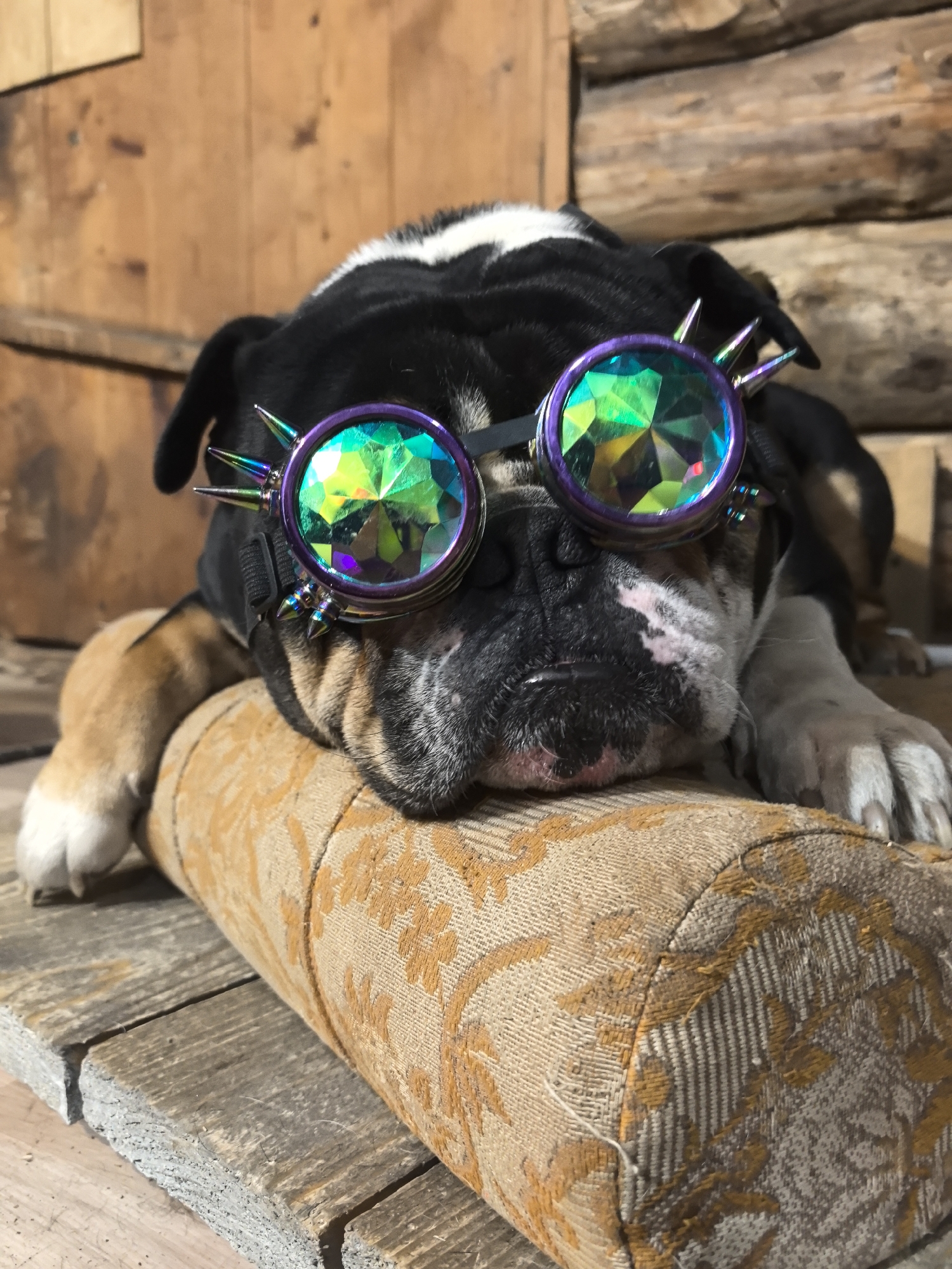A bulldog puppy is depicted resting indoors in Noviy, Russia. The puppy has a black coat with white and tan markings and is lying down with its head on a patterned cylindrical pillow. The pillow is light brown with an intricate orange-gold damask-like design.
The puppy is wearing a distinctive pair of goggles. These goggles feature iridescent, multifaceted lenses that display vibrant greens, purples, and yellows, creating a kaleidoscopic effect. The goggle frames are purple and adorned with several metallic, spiked embellishments, giving them a punk or steampunk aesthetic.
The background consists of rustic wooden elements. The puppy is situated on weathered, roughly cut wooden planks. Behind the puppy, a wall made of stacked, light brown wooden logs is visible, suggesting a log cabin or similarly constructed interior. The lighting is soft and natural, indicating daytime. The puppy appears calm and relaxed, with its eyes largely hidden behind the goggles. No text is visible in the image.
