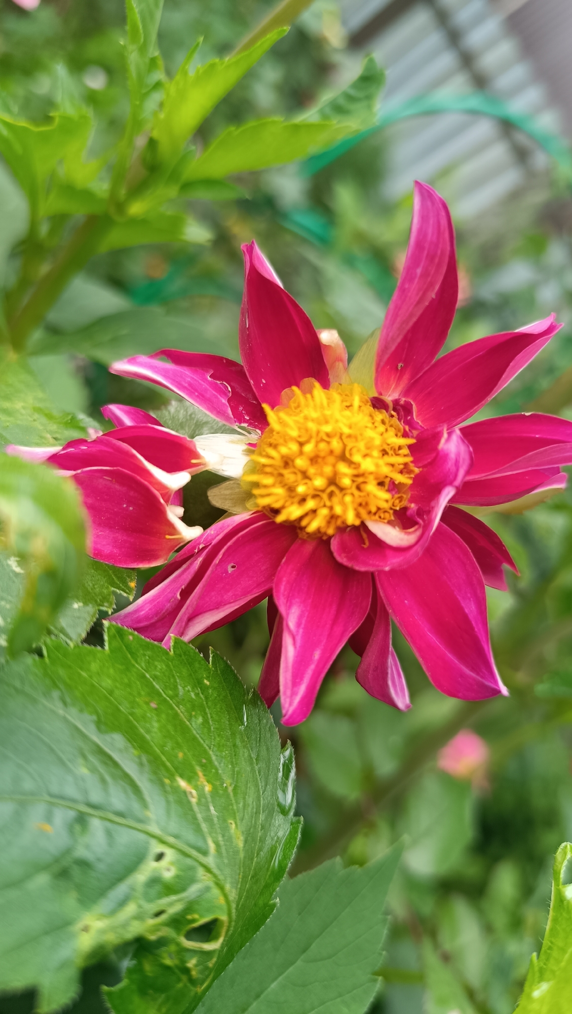 A close-up, vertical shot captures a vibrant pink dahlia with a bright yellow center. The flower's petals are pointed and slightly curled, with some showing hints of white at their bases. The background is a blur of green leaves and foliage, with a hint of a corrugated metal fence and some green netting visible in the upper right corner. One large, dark green leaf with visible damage and yellow spotting is in the lower left foreground. The lighting suggests an outdoor setting, possibly a garden. There is no visible indication of the specific location in Karsha, Russia.