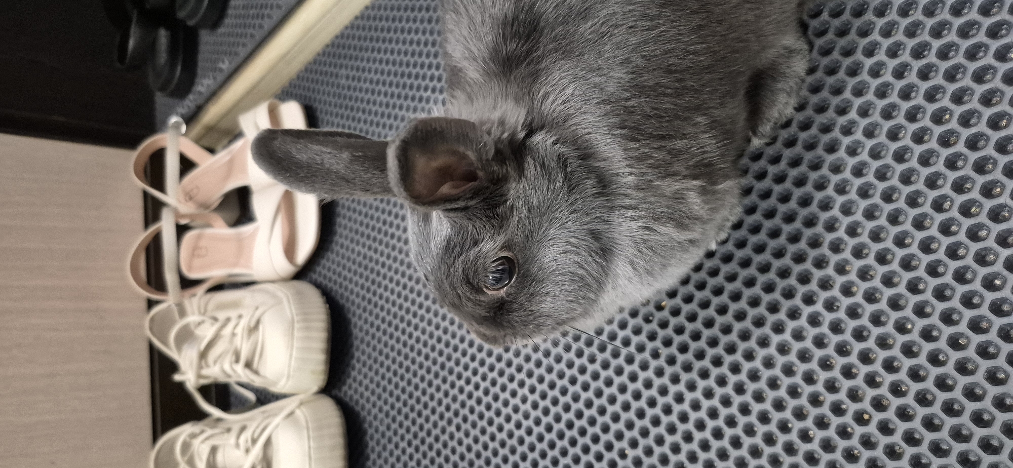 A close-up, eye-level shot shows a small, grey rabbit with one ear up and one down, positioned on a grey, honeycomb-patterned mat. The rabbit is looking to the left. Behind the rabbit, out of focus, are several pairs of shoes: two white sneakers on the left and two light pink, open-toed sandals on the right. Further to the right, also out of focus, are black platform shoes. The background appears to be a wall with a light texture. There is no discernible location in the city of Ussurijsk, Russia, or any interaction between the subjects and the environment beyond their placement on the mat.
