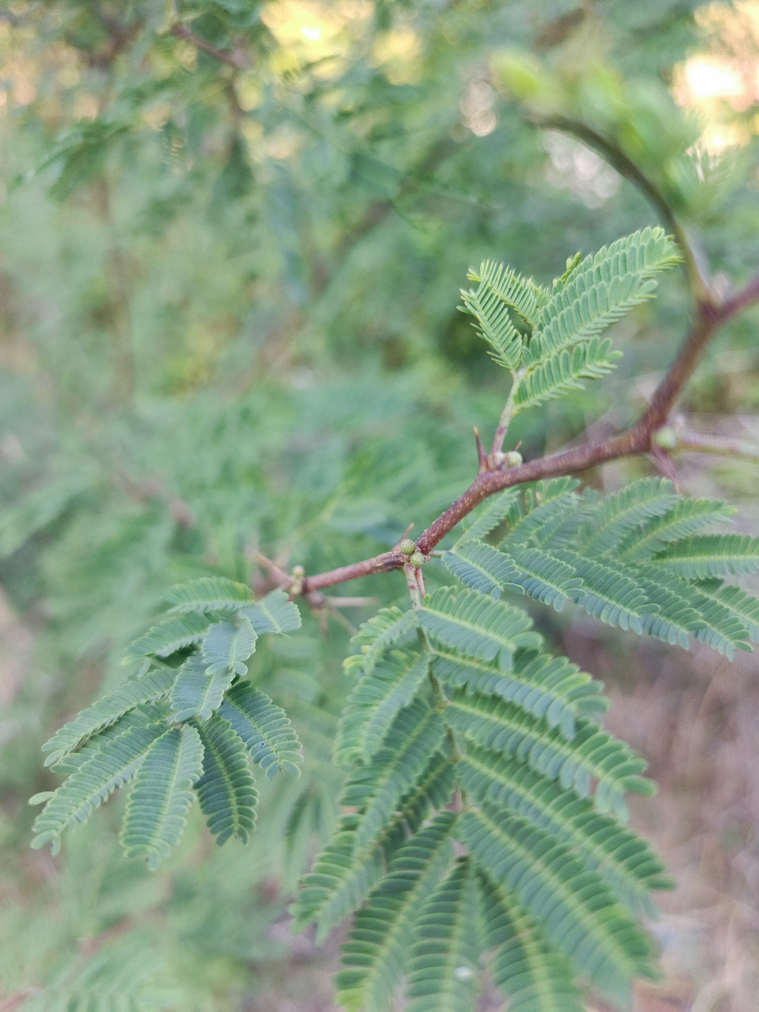 A close-up, eye-level shot captures a branch of a leafy green plant in the city of Ilotidea, Indonesia. The plant has a thin, reddish-brown branch with small, sharp thorns. The leaves are compound, with multiple small, oval-shaped leaflets arranged feather-like along the stem. The leaves are a vibrant green and appear to be serrated along their edges. The background is softly blurred, showing more of the same foliage in muted green tones, with hints of sunlight filtering through, creating a bokeh effect. The overall impression is one of delicate natural beauty.