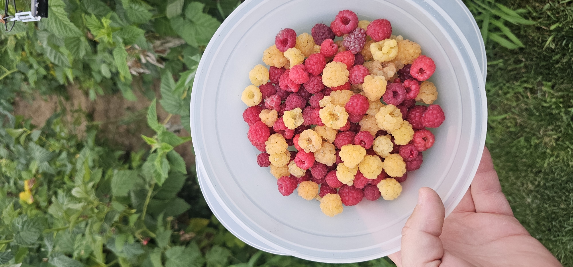 A close-up shot shows a white plastic bowl filled with a mixture of ripe red and yellow raspberries. The bowl is held in a person's left hand, with the thumb visible along the rim of the bowl. The background consists of a blurred green field of raspberry bushes and a dirt path. The image is taken outdoors, likely on a farm or in a garden.