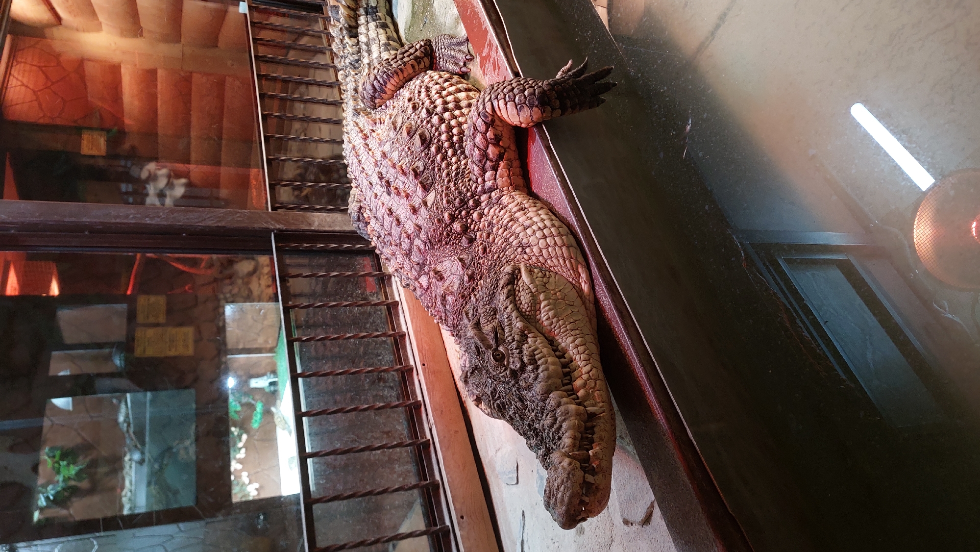 An adult saltwater crocodile rests on a raised platform in an indoor enclosure. The crocodile is positioned lengthwise, its head facing left and its body extending to the right. Its scaly, rough skin is visible, with a prominent crest running along its back. The enclosure features a tiled background wall, a metal railing, and a glass partition. The floor of the enclosure appears to be a watery area with a submerged light fixture. The lighting in the enclosure is reddish and warm. The scene is indoors, within an unknown location in an unknown city.