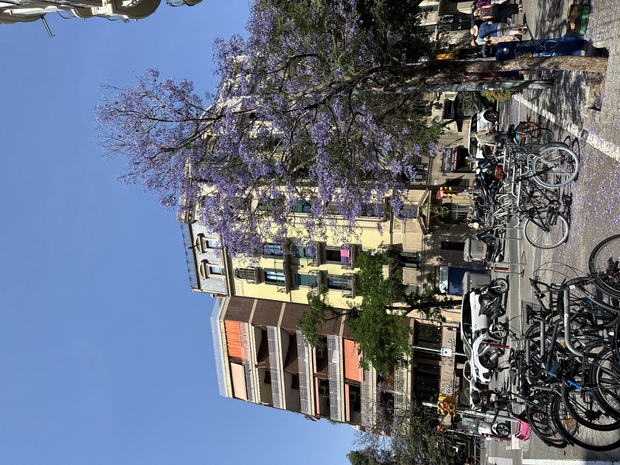 The image depicts a street in Barcelona, Spain, with a focus on the urban landscape and vegetation. A tall, multi-story building with a yellow facade and orange awnings stands prominently. A Jacaranda tree in full bloom, displaying vibrant purple flowers, partially obscures the building. Below the tree, numerous bicycles are parked along the sidewalk and in the street. Several cars and motorcycles are also visible. Pedestrians are present on the sidewalk. The sky is clear and blue.