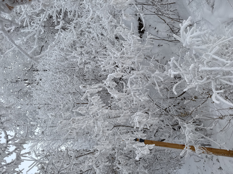 This image depicts a dense winter scene in Krasnoyarsk, Russia, characterized by heavy frost and snow. The entire frame is filled with numerous deciduous trees and shrubs, their branches and twigs completely encased in a thick, uniform layer of white rime ice or hoarfrost. The vegetation creates a dense, intricate pattern of white against a slightly lighter, overcast sky visible through gaps in the upper foliage. The ground, visible beneath and between the frosted plants, is covered in deep, undisturbed white snow. A single, light-brown wooden pole, approximately 1.5 meters tall, stands vertically in the lower left quadrant, topped with a dark, cylindrical finial. The pole is partially coated in frost. No people or animals are present, and no active interactions are depicted. The scene conveys a still, frigid natural environment.