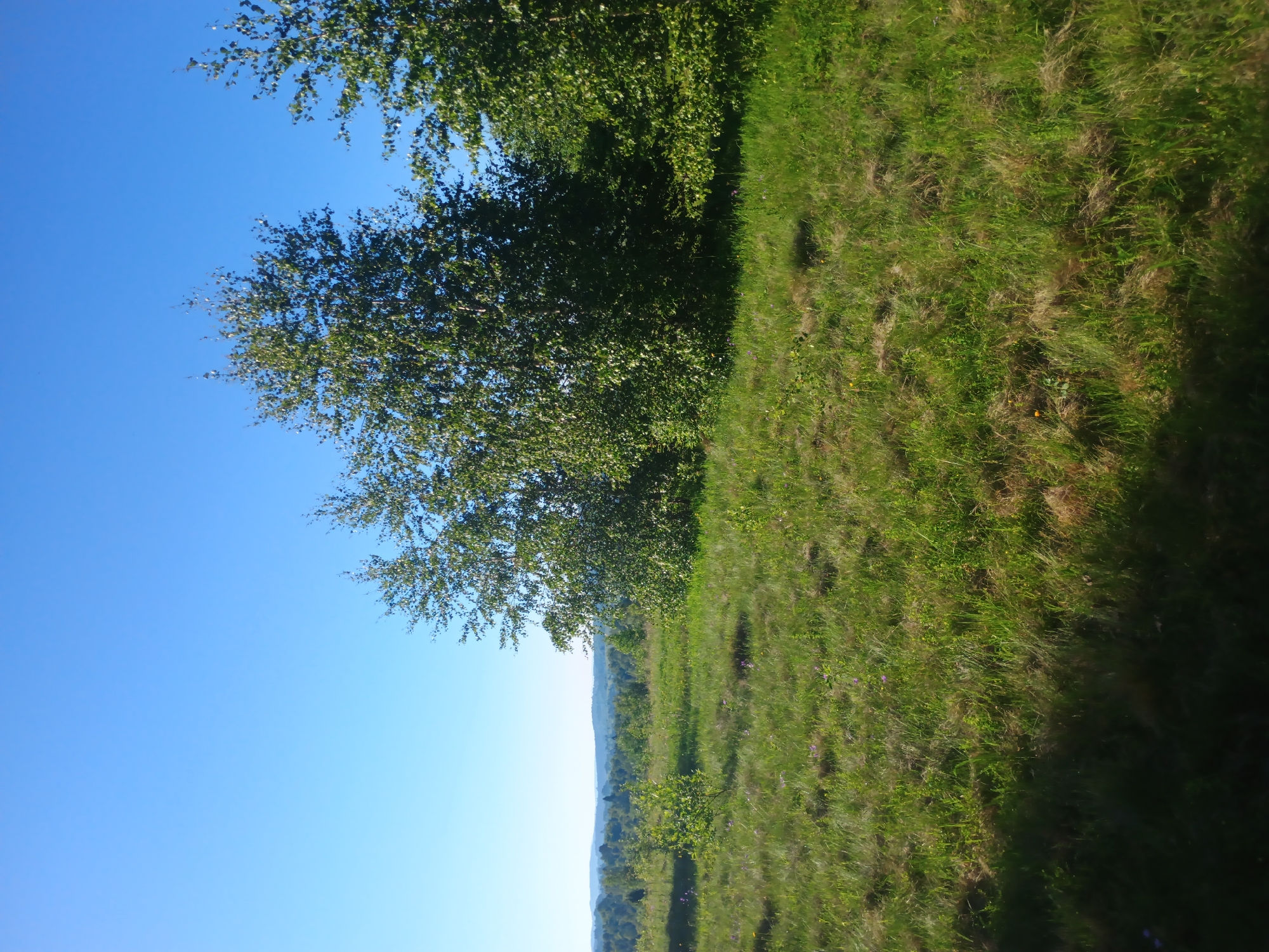 A wide-angle, eye-level shot captures a sunlit, grassy field with trees on the right and a distant rolling landscape under a clear blue sky. In the foreground, lush green grass, some with dry brown patches, is dotted with small purple wildflowers and yellow blossoms. A few young trees are scattered in the middle ground. To the right and extending into the background, a dense cluster of birch trees with light-colored bark and abundant green foliage dominates the scene. The distant landscape features layers of green, treed hills fading into a hazy horizon. The light suggests a bright, clear day, likely mid-morning or afternoon. No people or animals are visible in the frame.
