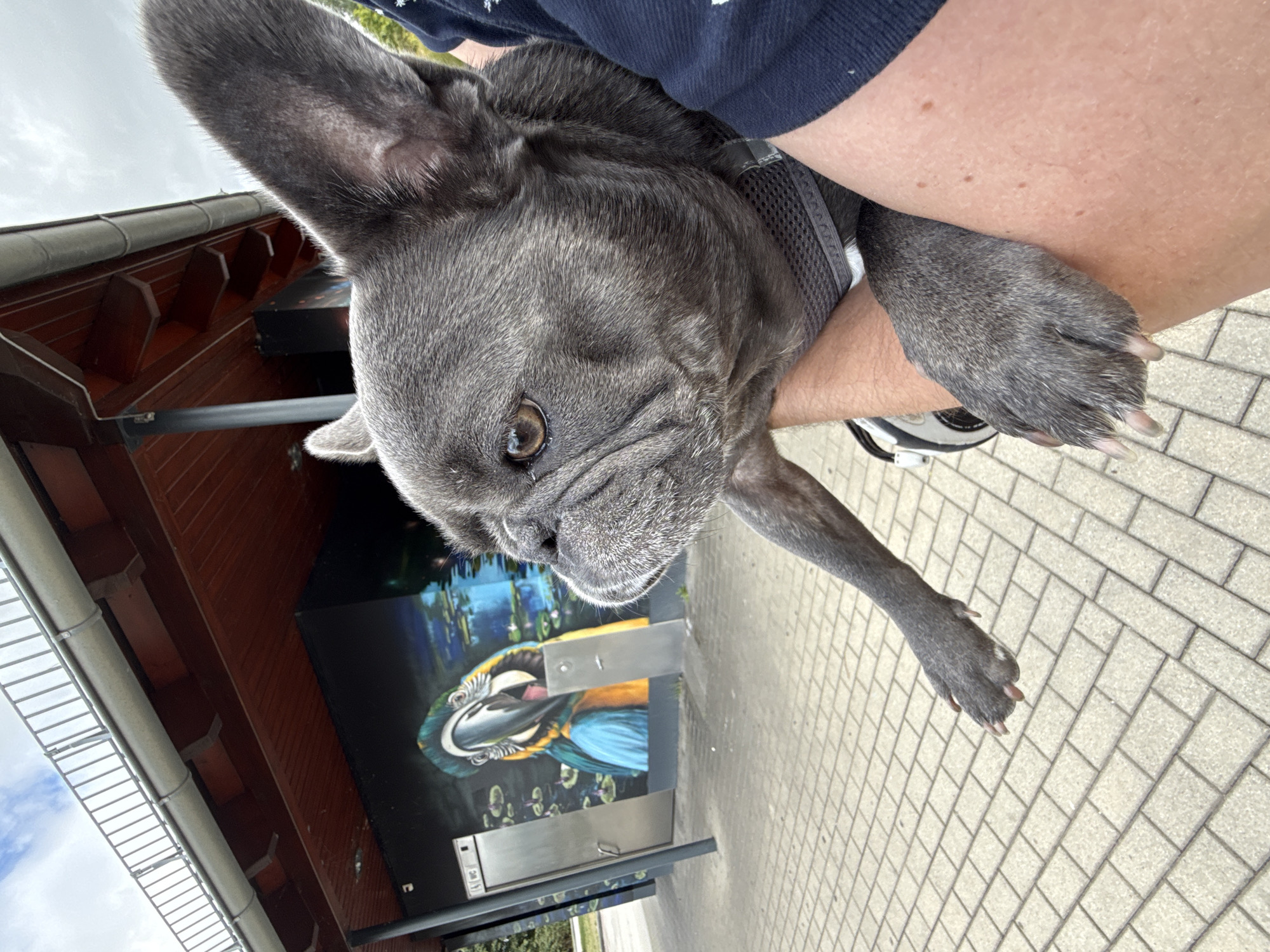 In Großpösna, Germany, a French Bulldog is held by its owner, with its head facing left. The dog's grey fur is visible, as well as its large ears and a portion of its chest harness. In the background, a mural of a colorful parrot is painted on the side of a building, with water and lily pads depicted around it. Adjacent to the mural are two metal doors, possibly for restrooms. The ground is paved with light-colored rectangular bricks. The scene is set outdoors, under a cloudy sky, with a building structure featuring a wooden roof and a metal railing overhead.