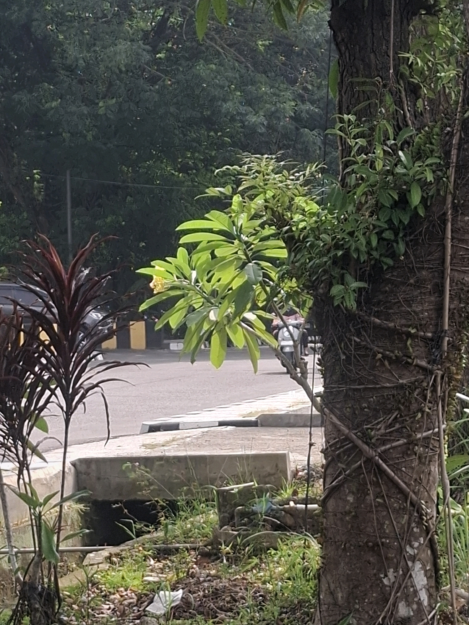 The image shows a view of a street in Medan Estate, Indonesia, with lush vegetation in the foreground. A thick tree trunk covered in vines stands prominently on the right side of the frame. To the left, a dark-leaved plant with spiky foliage is visible. In the middle ground, a street is visible with a concrete drainage ditch and curb. The road surface appears to be asphalt. A yellow and black barrier is situated along the side of the road, and the rear of a dark-colored car can be seen. Further in the background, dense green foliage from trees creates a natural backdrop. Sunlight filters through the leaves, casting dappled light on the scene.
