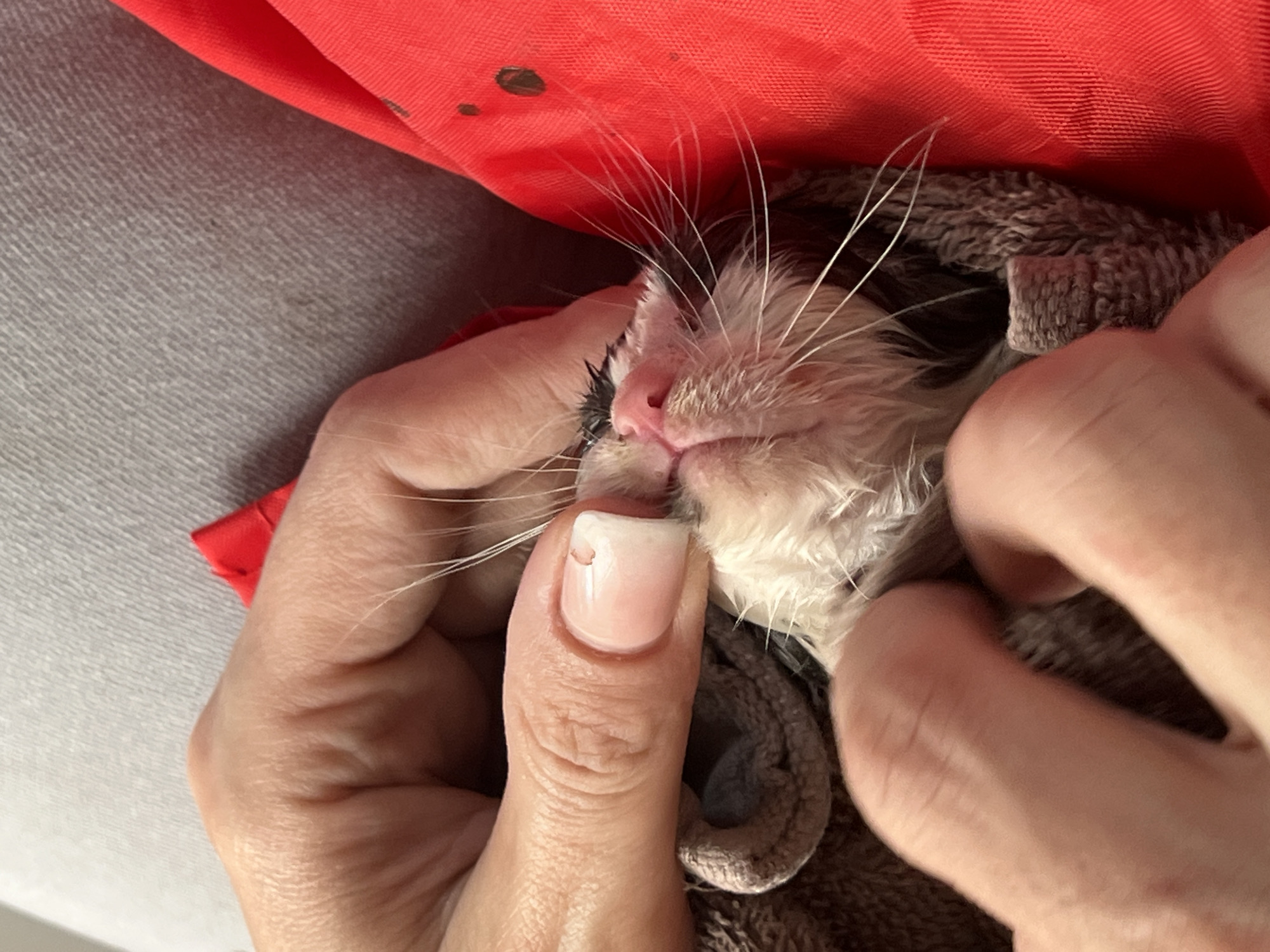 The image shows a close-up of a person's hands gently holding a very young kitten, which appears to be wet and possibly being cleaned or dried. The kitten's face is visible, with its whiskers and pink nose clearly in focus. One of the person's thumbs is touching the kitten's mouth area, and a finger is holding its head. The kitten is wrapped in a brown towel. A bright red fabric is visible in the background, with some dark smudges on it. The person's fingernails are manicured with a light pink polish. There are no discernible elements in the image that would suggest a specific location within Yuzhnyi, Russia.