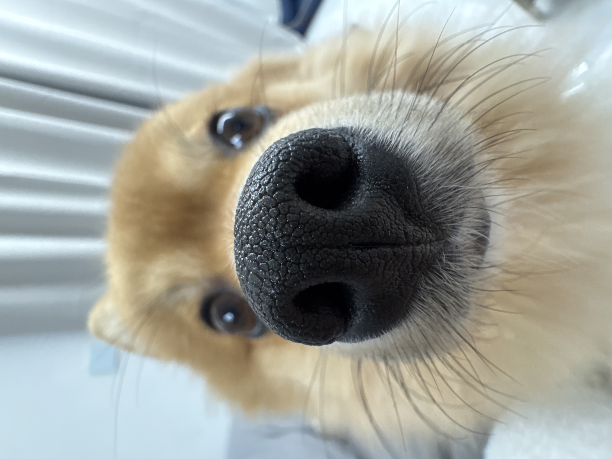 A golden-brown canine, likely a Pomeranian-type dog, is depicted in an extreme close-up, head-on view. The prominent subject is the dog's black, textured rhinarium (nose), positioned centrally and filling the majority of the foreground. Below the nose, numerous light-colored vibrissae (whiskers) extend outwards against lighter cream-colored fur. Two dark, round eyes, reflecting light sources, are visible in the blurred midground, slightly above and to the sides of the nose. The fur around the eyes and upper head is a consistent golden-brown. The background is uniformly out of focus, appearing as light, vertical streaks, consistent with window curtains or blinds, in shades of white and light gray. A subtle light blue hue is present in the upper-left background. The dog is static, gazing directly at the camera. The exact location in the city of Sofia, Bulgaria, cannot be determined from the visual information present in the image.