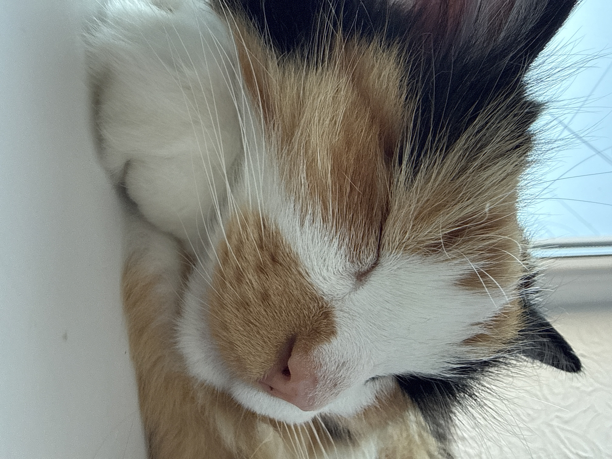 This media file is a close-up shot of a calico cat sleeping. The cat's face is the primary subject, with its eyes closed and its pink nose prominent. The fur displays a mix of white, orange, and black patches, typical of a calico pattern. Long, white whiskers extend from the cat's muzzle. The background is softly blurred, suggesting a shallow depth of field. The overall lighting appears soft and natural, potentially indicating daytime, but no specific weather conditions are discernible. The cat appears peaceful and relaxed, engaged in the activity of sleeping. There is no visible text in the image. The context of the location is unknown.