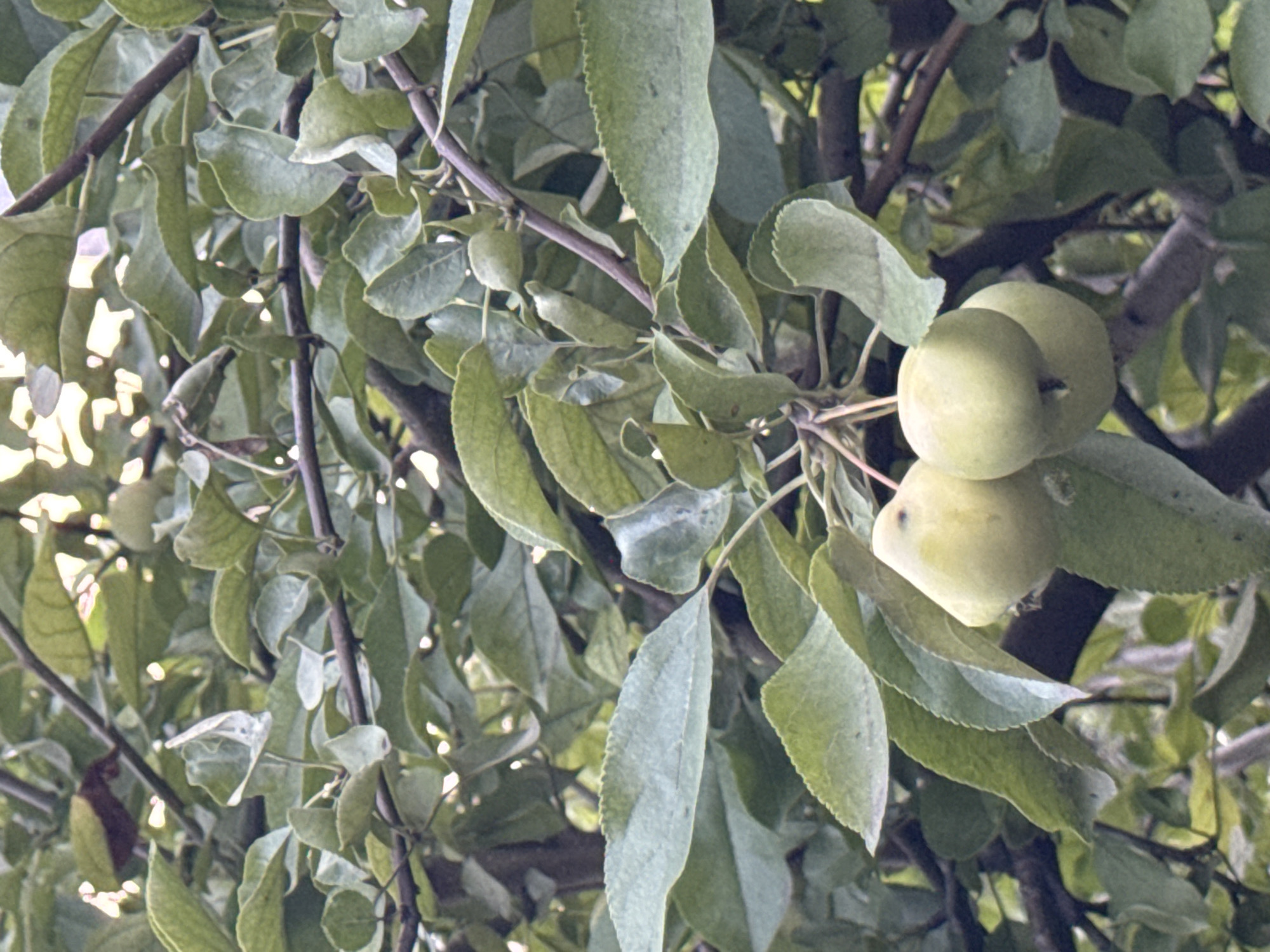 This image shows a close-up view of a tree branch laden with green apples and foliage. The apples are small and appear to be unripe, with a pale green hue. They are clustered together on the branch, with some leaves obscuring parts of them. The leaves are large and oval-shaped, with serrated edges, and are a deep green color. The branch itself is dark brown and appears to be woody. The background is a blur of more green leaves and branches, suggesting that the photo was taken in an orchard or a garden. The lighting suggests it is daytime, possibly late afternoon, with sunlight filtering through the leaves, creating some bright highlights. There are no people or animals visible in the image. The image does not provide any specific information or visual cues that would allow for determining its location in the city of Krasnoyarsk, Russia.