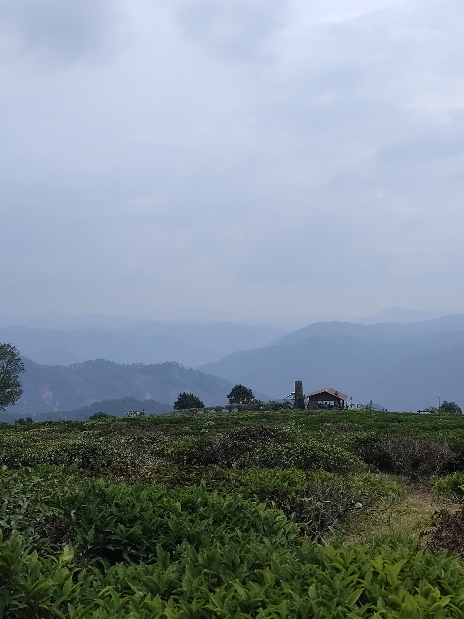 The image depicts a landscape in Phát Chi, Vietnam. A dense field of green bushes, possibly tea plants, occupies the foreground. Beyond the field, a structure with a brown roof and a tall chimney-like object stands on a higher elevation. Further in the background, layers of blueish-gray mountains recede into the distance under a cloudy sky.