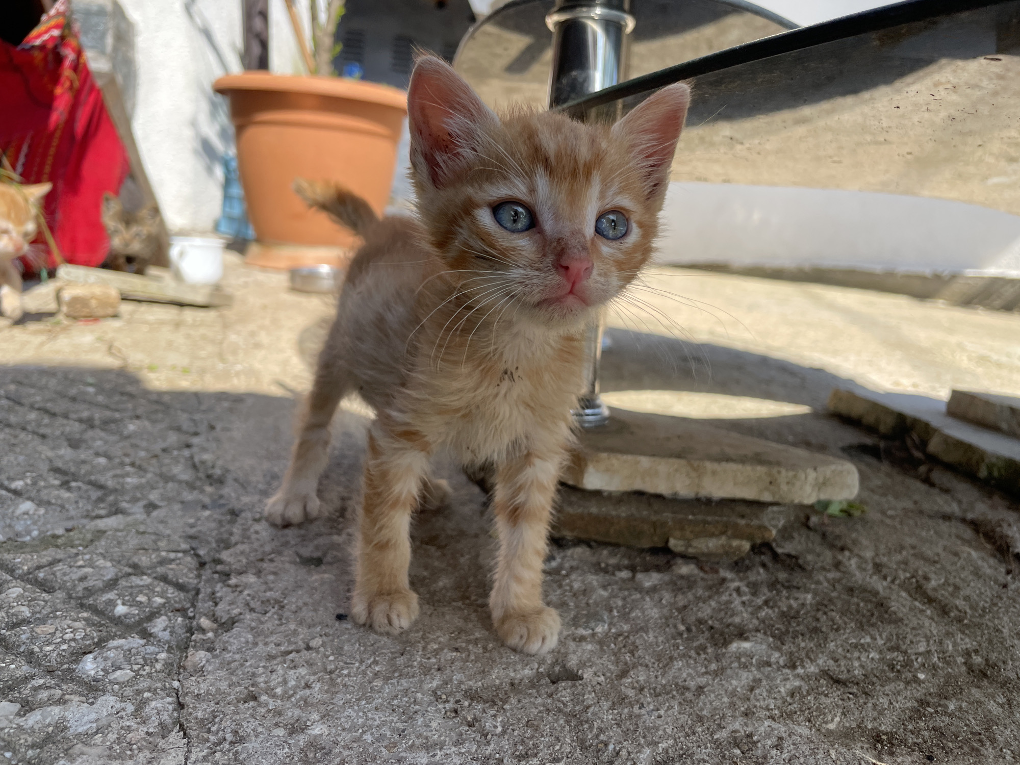 A small, orange tabby kitten with blue eyes stands on a weathered concrete surface. To the left is a terracotta flower pot and a glimpse of another kitten. Behind the kitten are segments of a glass-topped table and a stone slab. The scene suggests an outdoor area, possibly a patio or courtyard. No identifiable features indicate Zlatograd, Bulgaria.