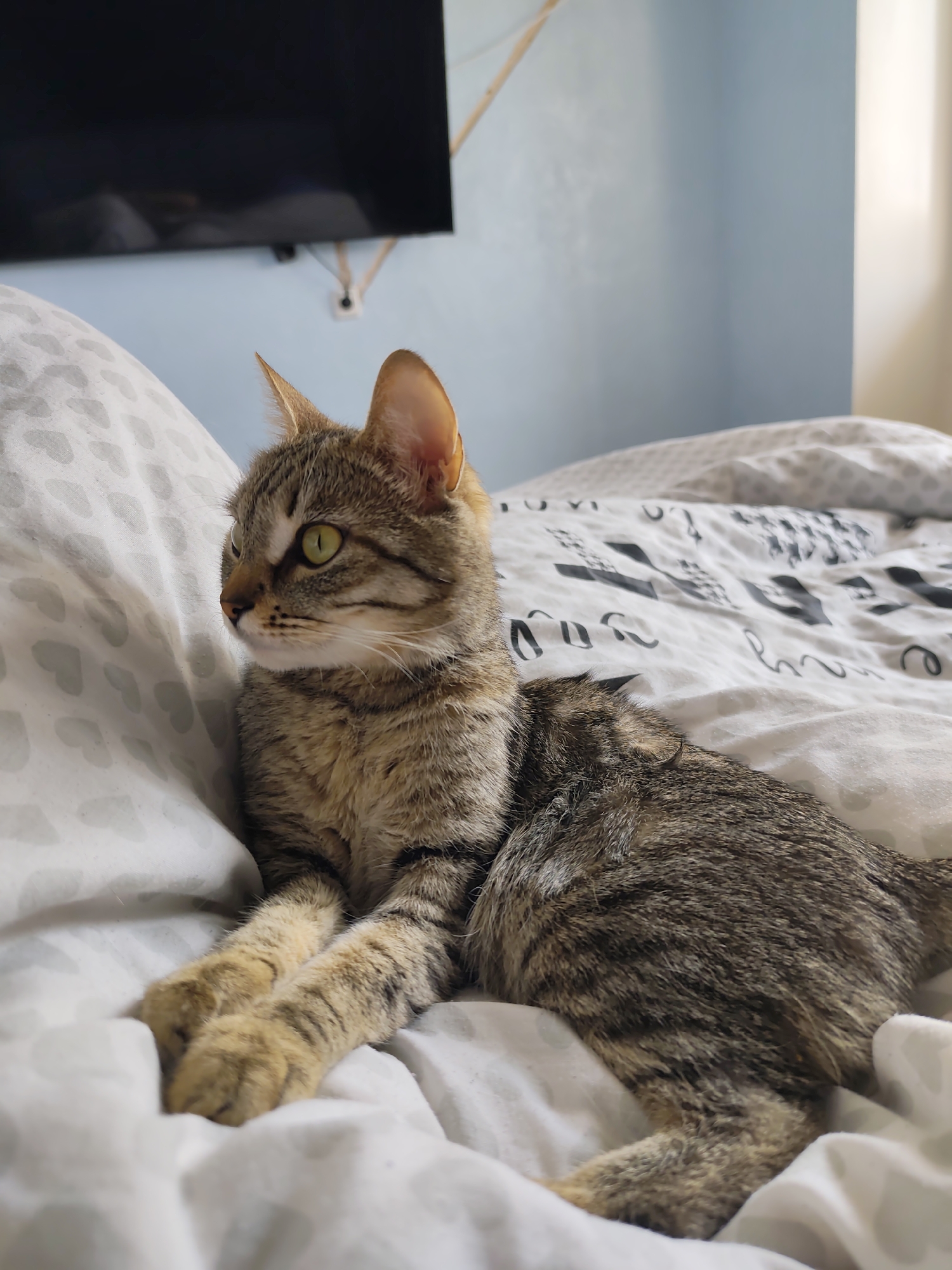 A tabby cat lies on a bed with patterned bedding. The cat is facing left with its legs extended and its green eyes are open. A television is mounted on the light blue wall behind the bed. The location is unknown and there is no information to conclude the city is Chaikovsky, Russia.