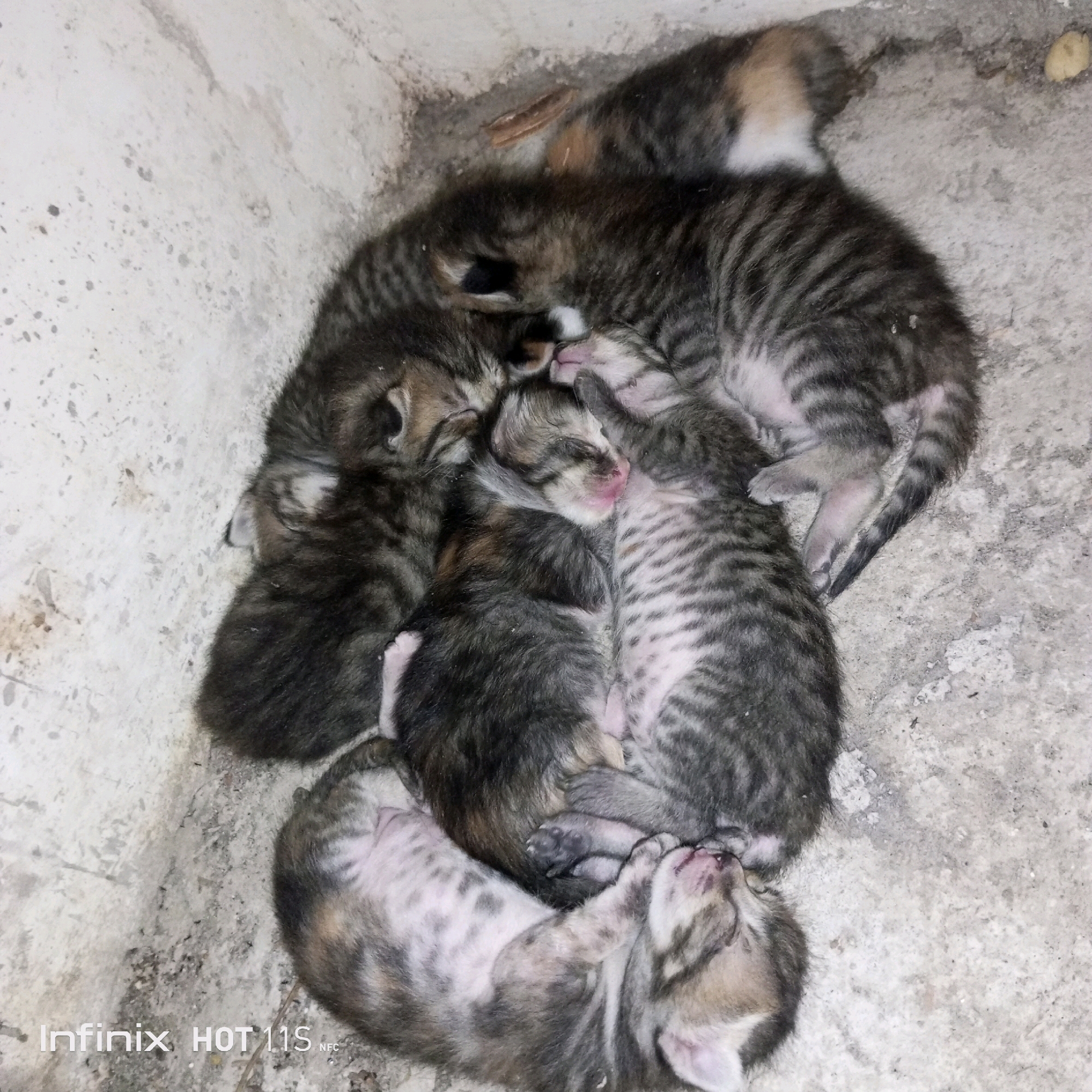 The image shows a pile of four tabby kittens sleeping together in a shallow, concrete corner. The kittens are all very young, with closed eyes and tiny paws. Their fur is striped with shades of gray, black, and brown. They are nestled together for warmth and comfort. The environment appears to be outdoors, possibly in an alley or under an overhang, with a rough concrete surface and a textured wall. There is no indication of human presence or activity. The location is identified as Sukaslamet, Indonesia.