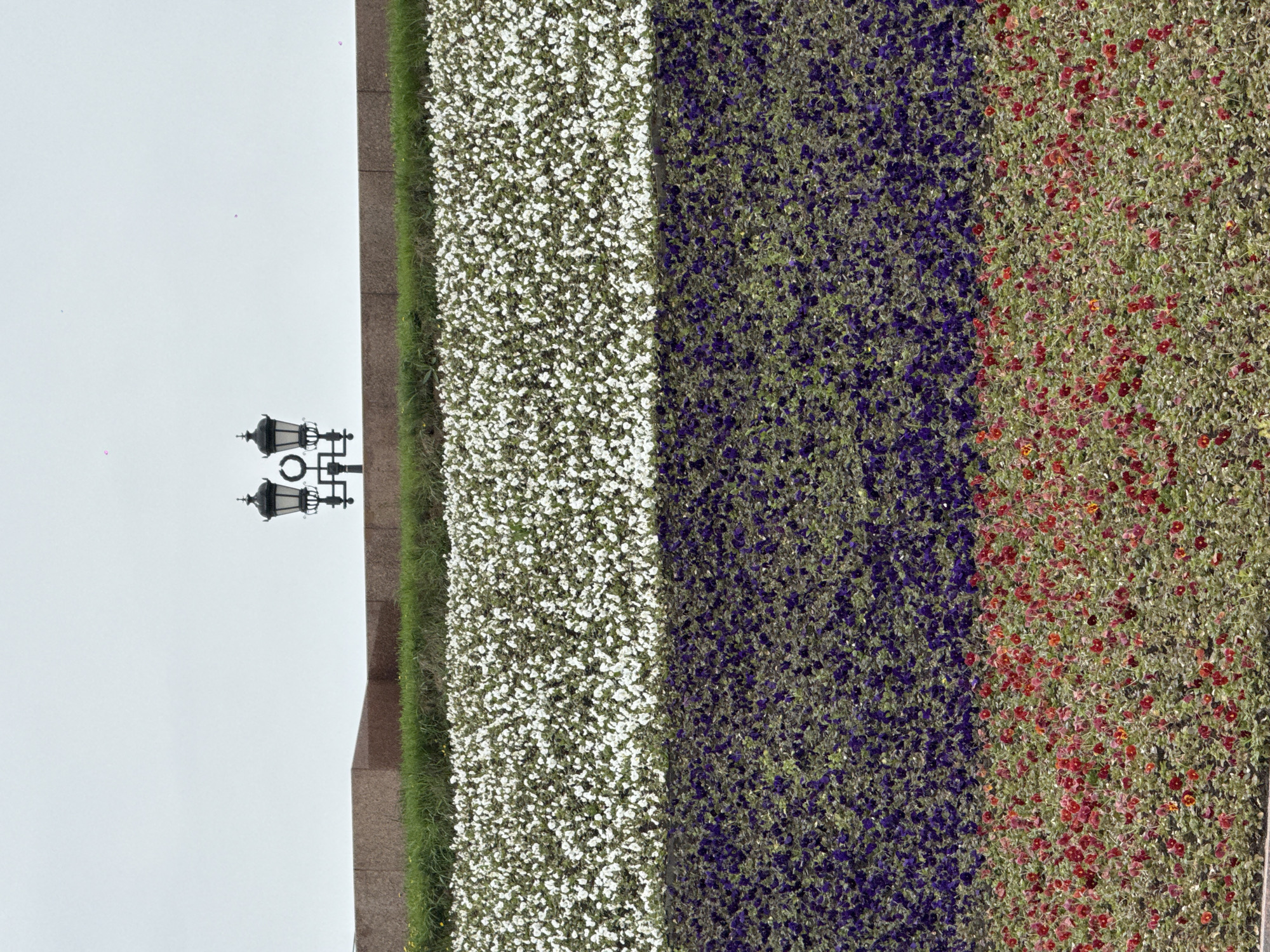 The image shows a horizontal view of a flowerbed in Moscow, Russia, composed of three distinct sections. The first section is white, the second is dark blue or purple, and the third is a mix of red and green. Adjacent to the white section on the left is a narrow strip of green grass and a granite border, beside which stands a black ornate street lamp. The background is a pale overcast sky. The composition and arrangement of the flowers suggest a potential representation of the Russian flag.
